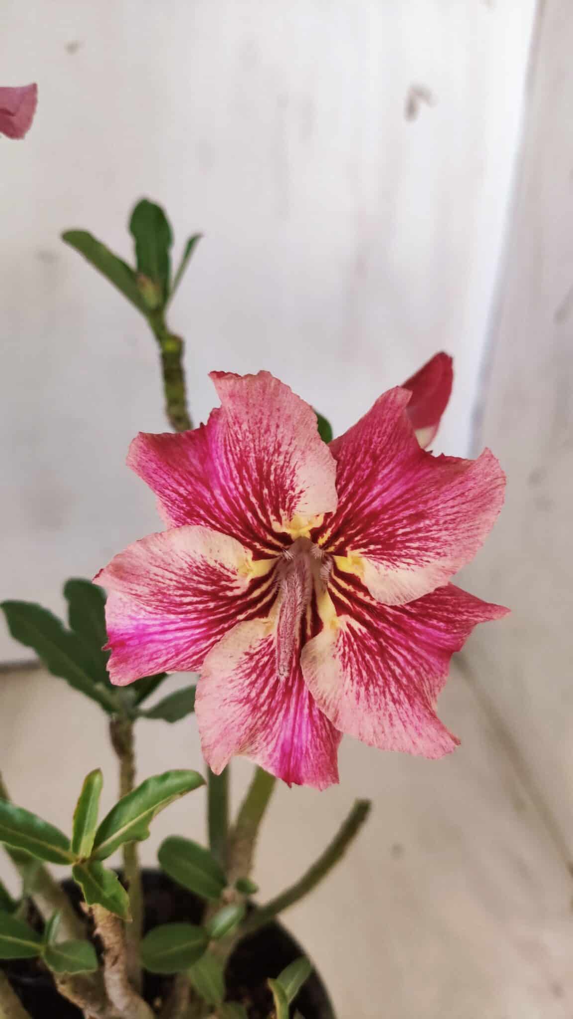 Planta Simples 2772 – 30cm – 02 anos