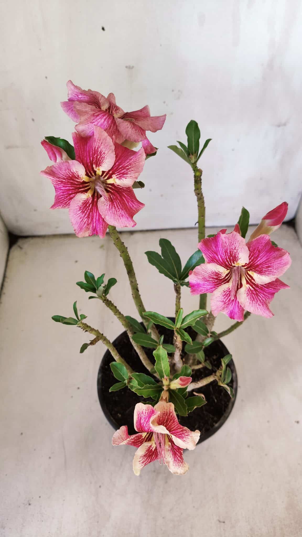 Planta Simples 2772 – 30cm – 02 anos