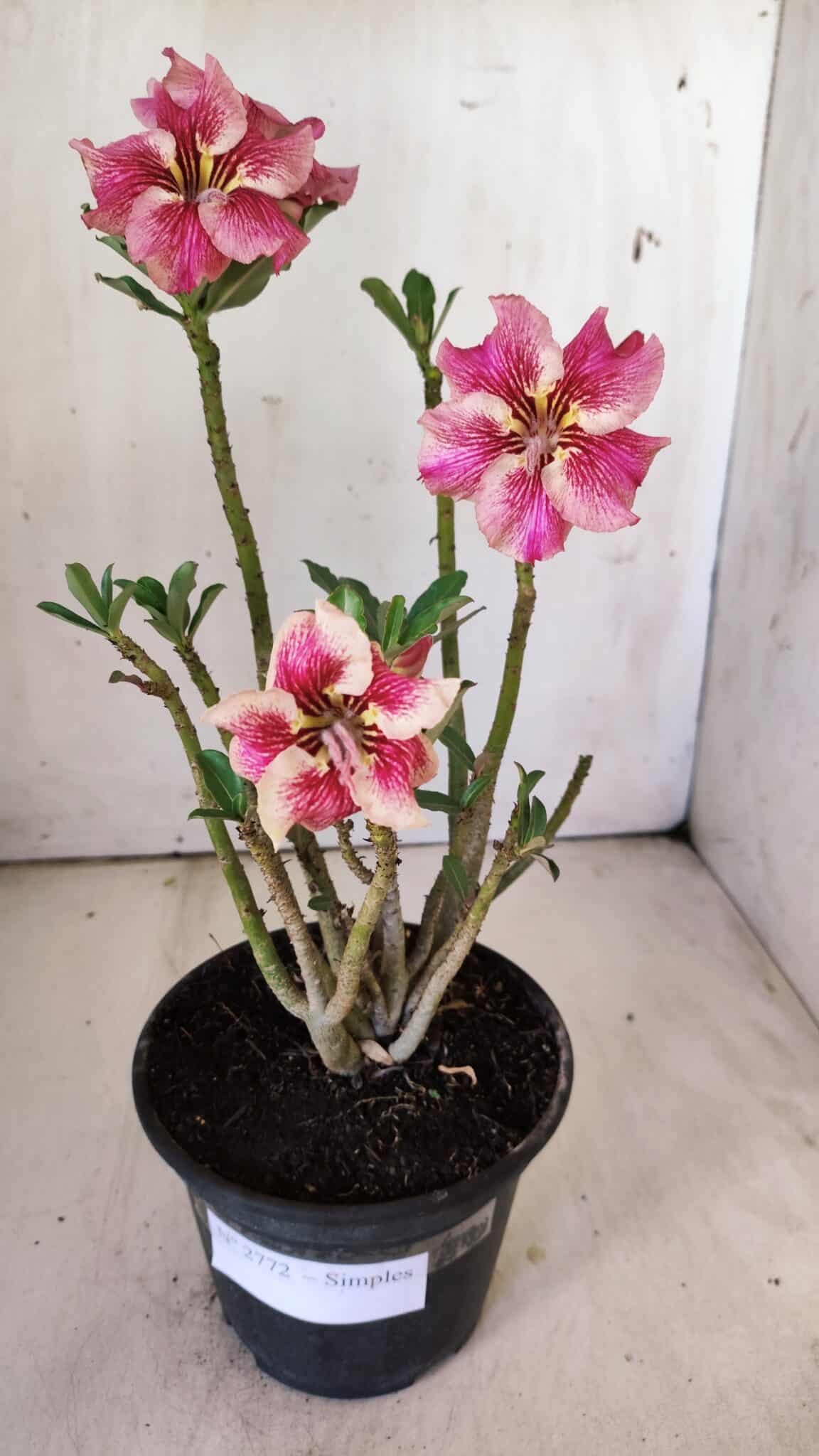 Planta Simples 2772 – 30cm – 02 anos