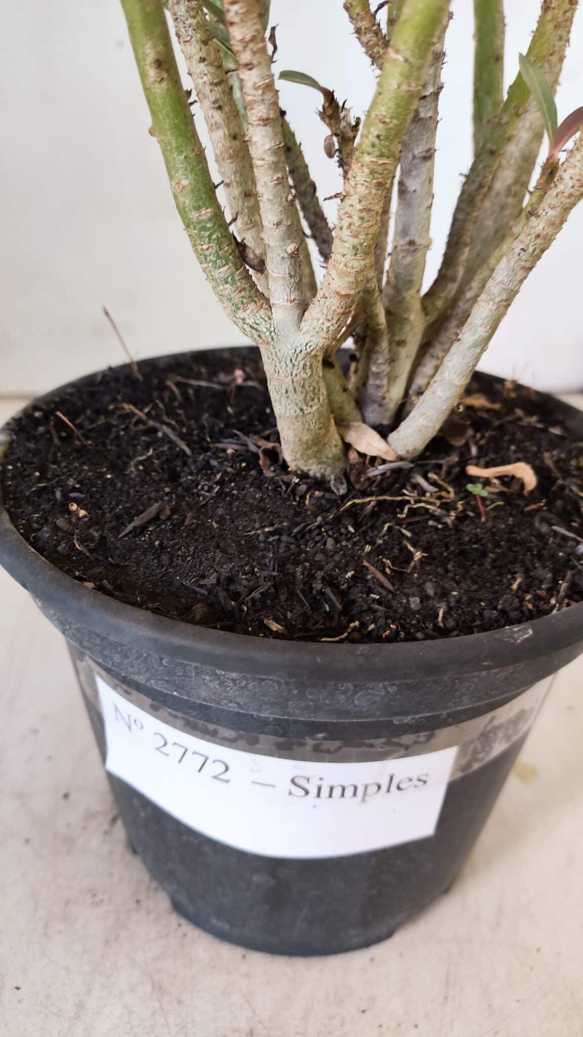 Planta Simples 2772 – 30cm – 02 anos