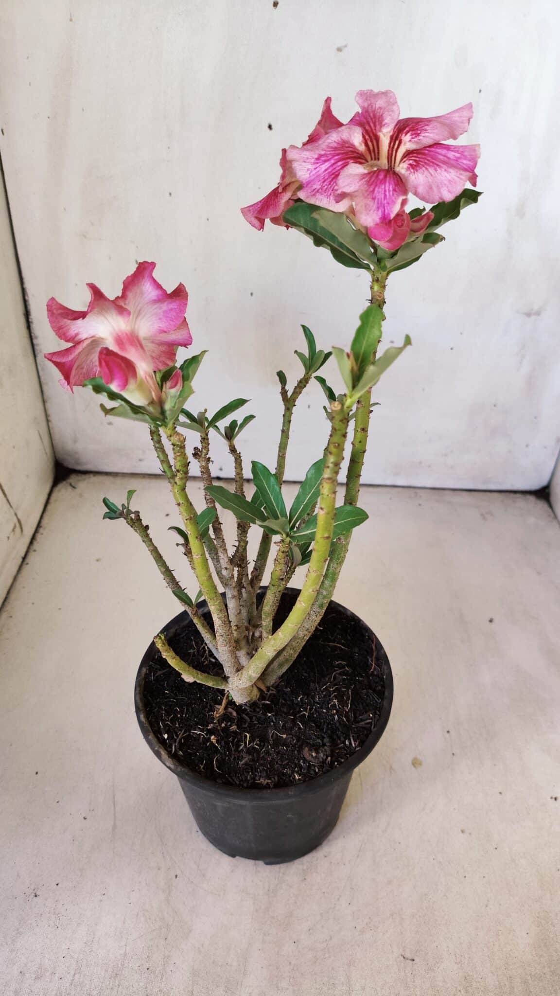 Planta Simples 2772 – 30cm – 02 anos
