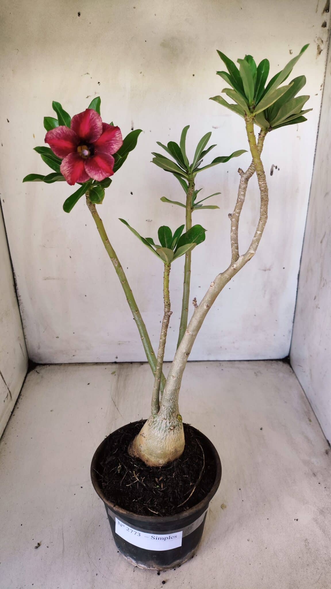 Planta Simples 2773 – 40cm – 03 anos