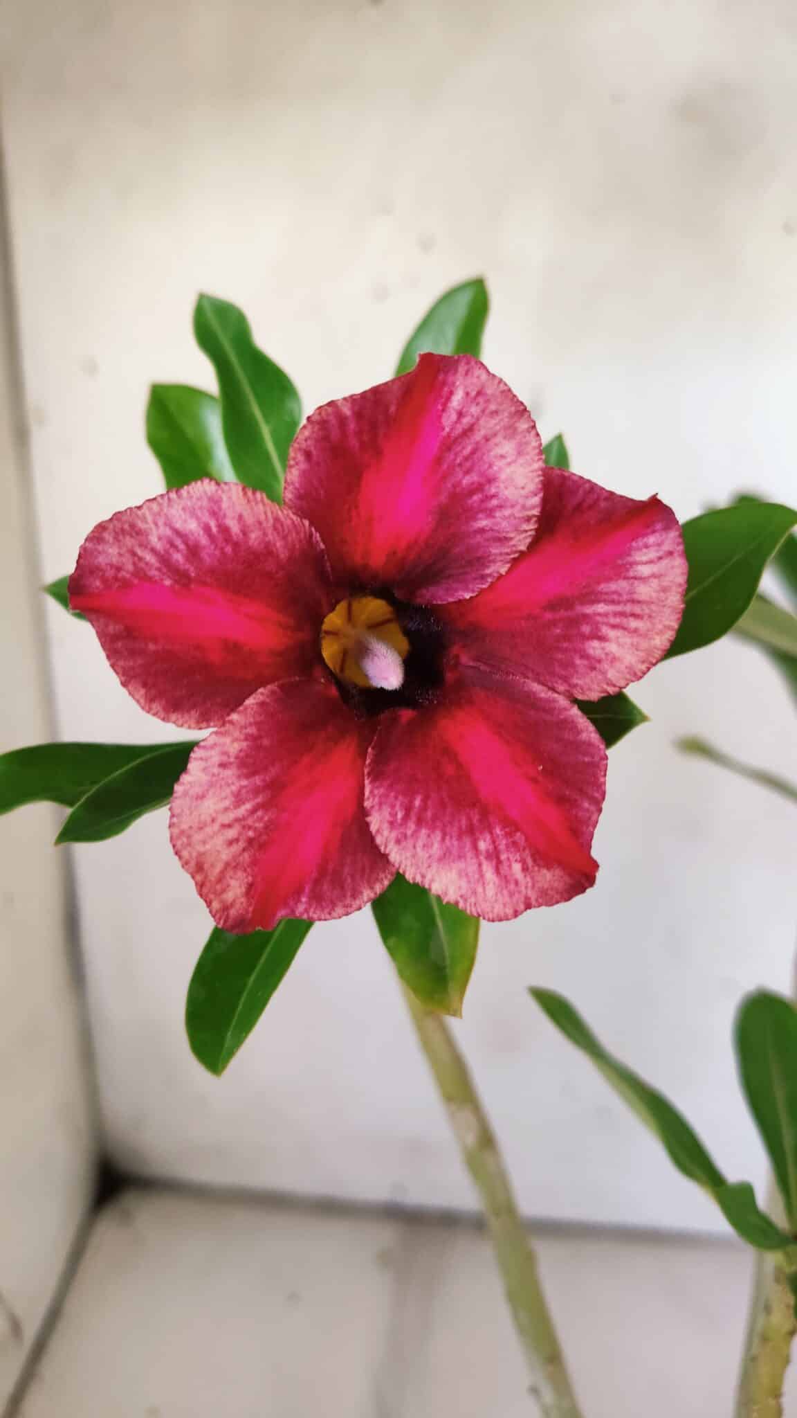 Planta Simples 2773 – 40cm – 03 anos