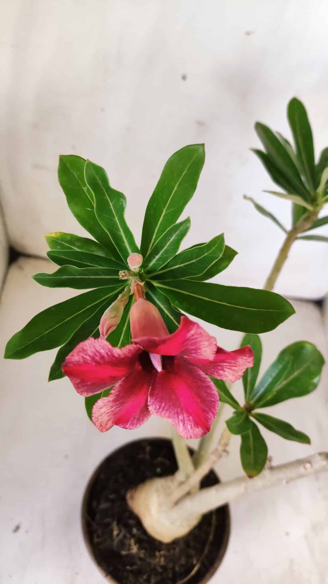 Planta Simples 2773 – 40cm – 03 anos