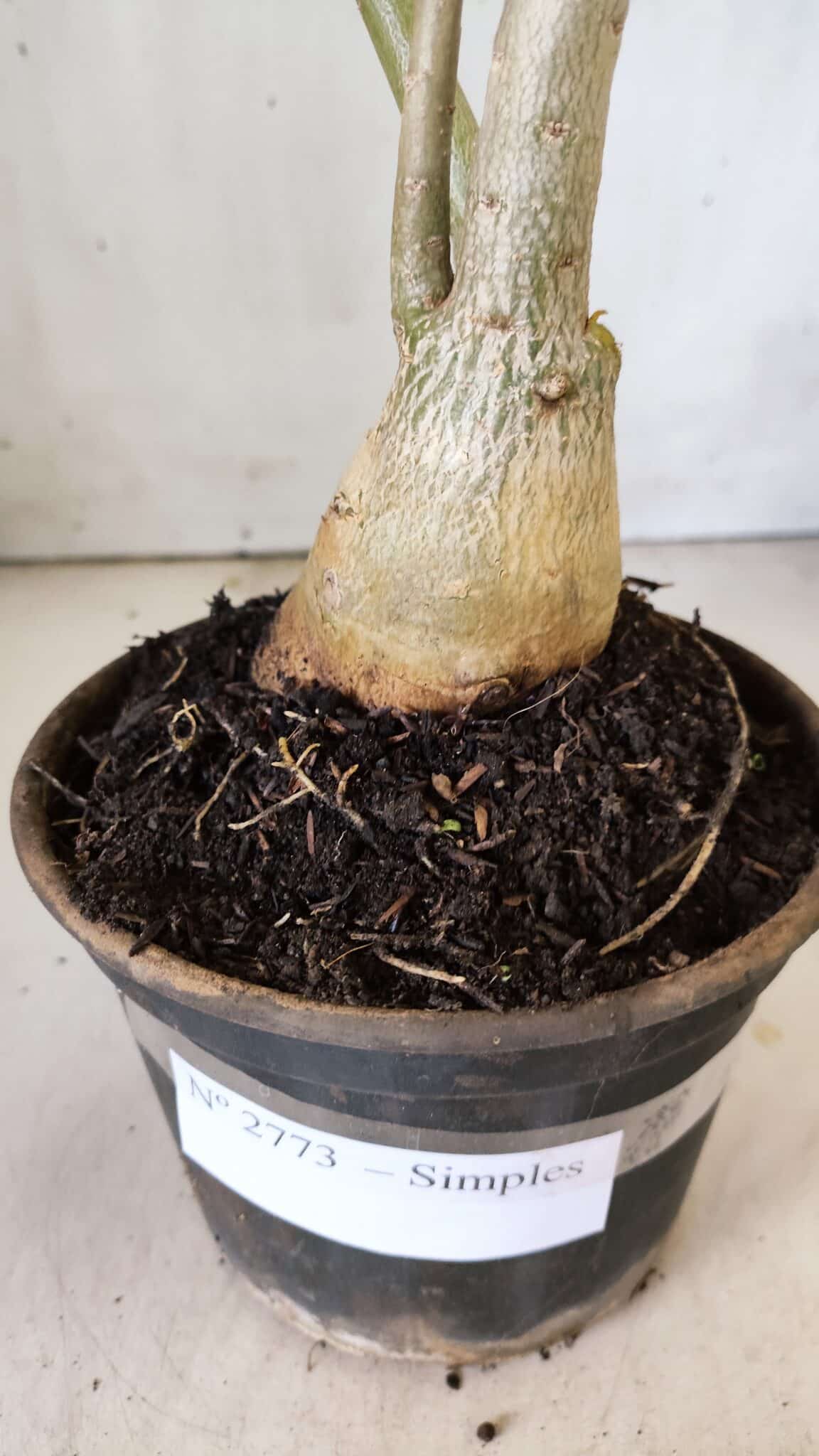 Planta Simples 2773 – 40cm – 03 anos