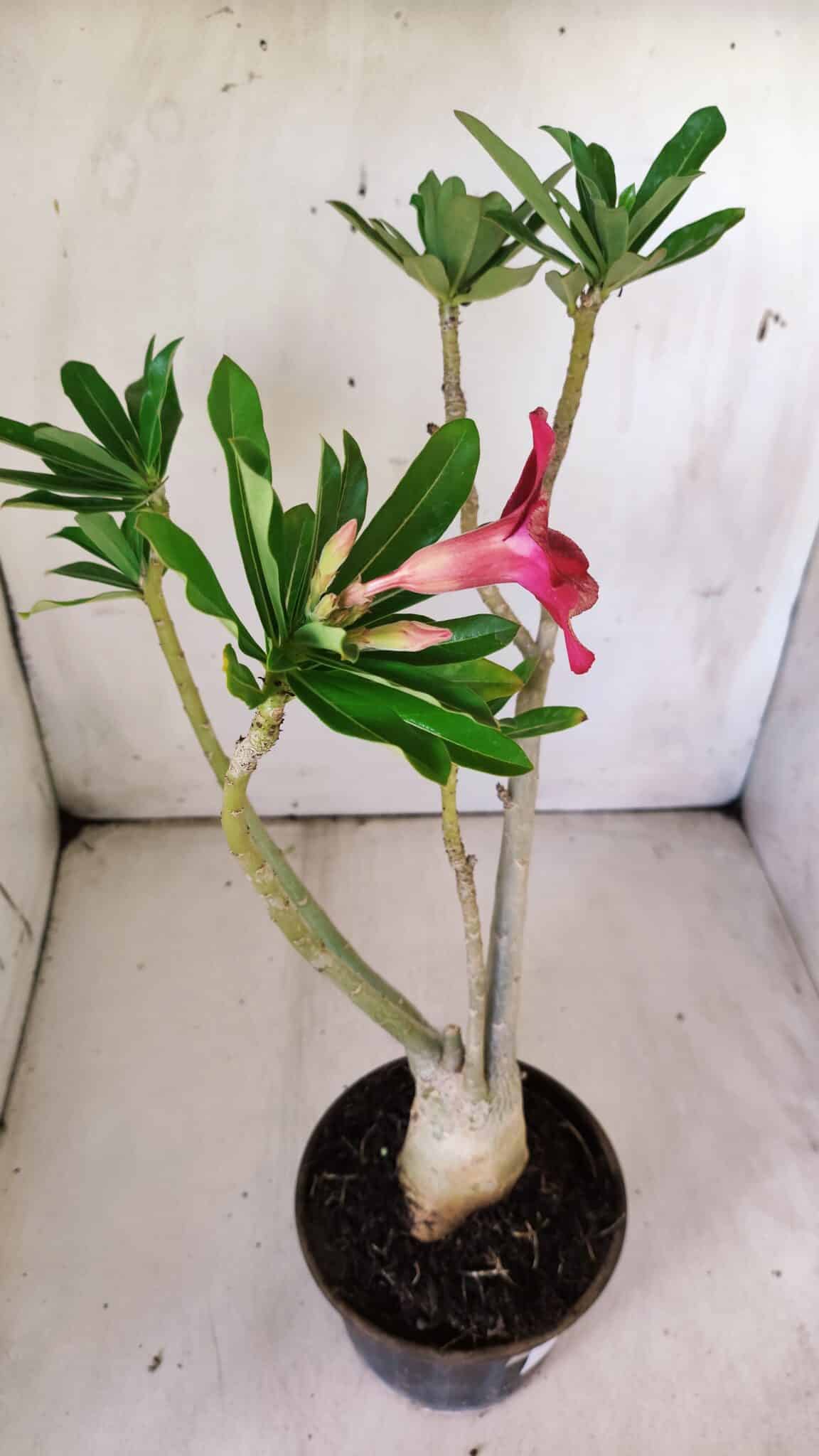Planta Simples 2773 – 40cm – 03 anos