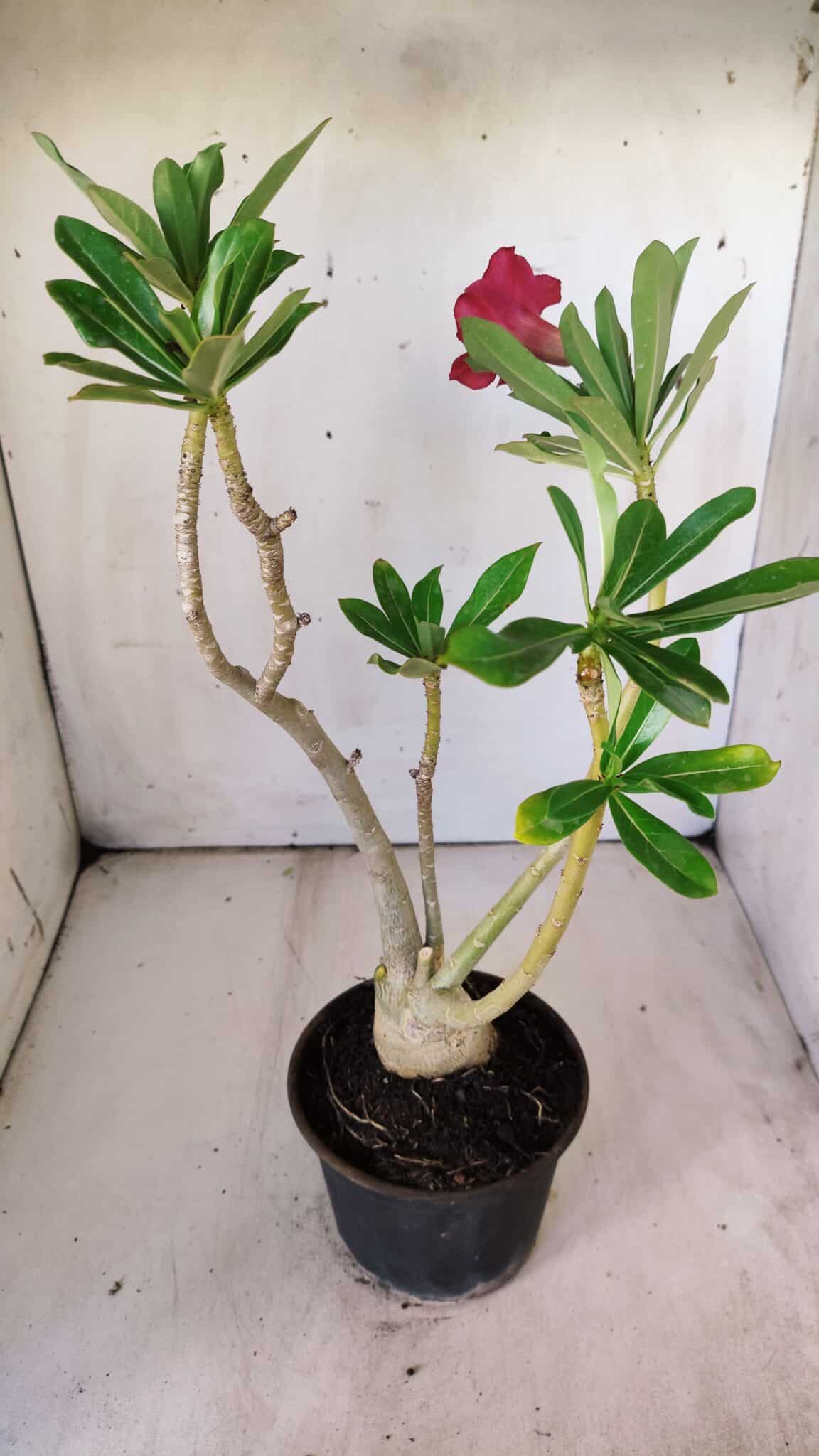 Planta Simples 2773 – 40cm – 03 anos