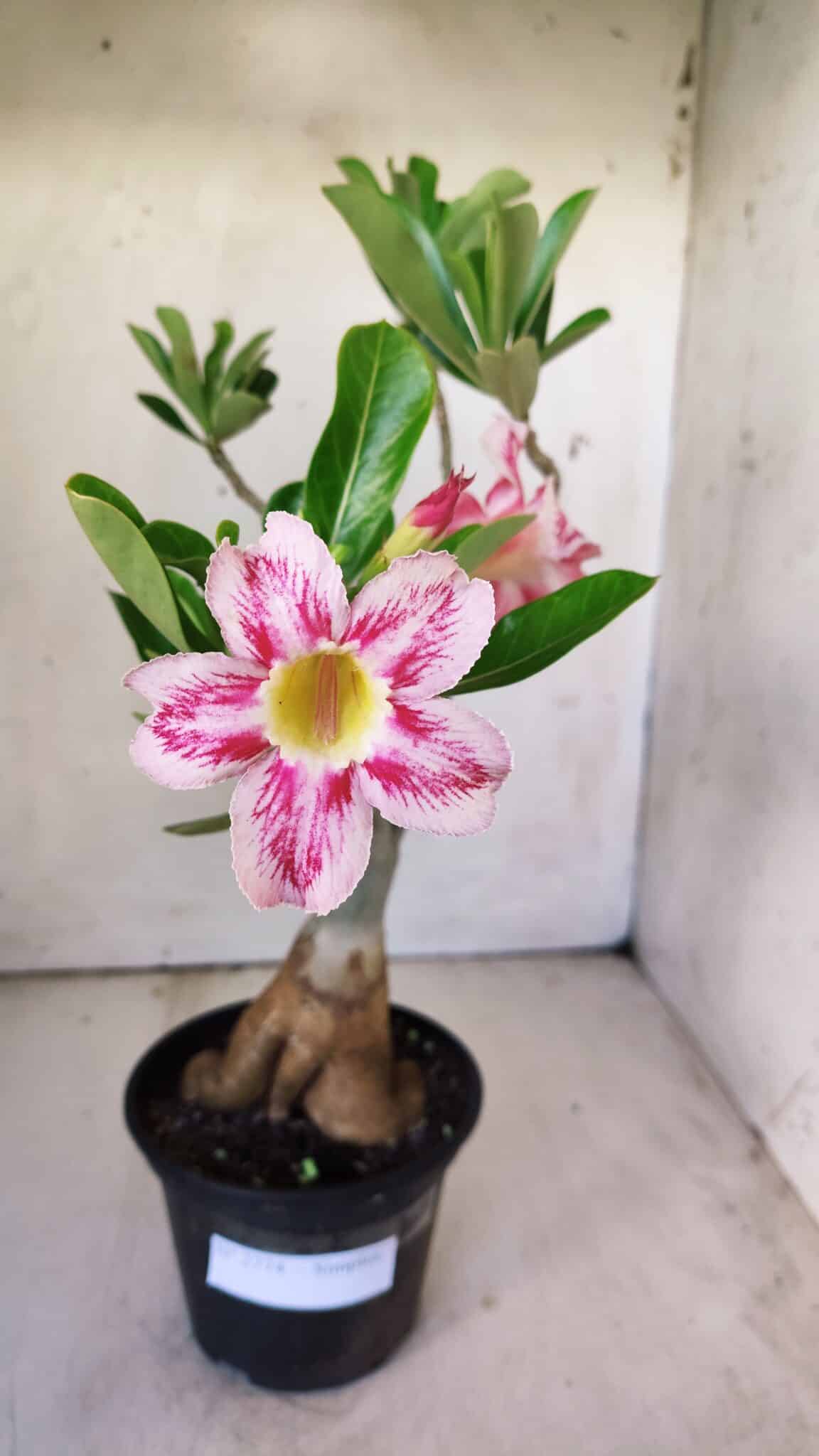 Planta Simples 2774 – 35cm – 03 anos
