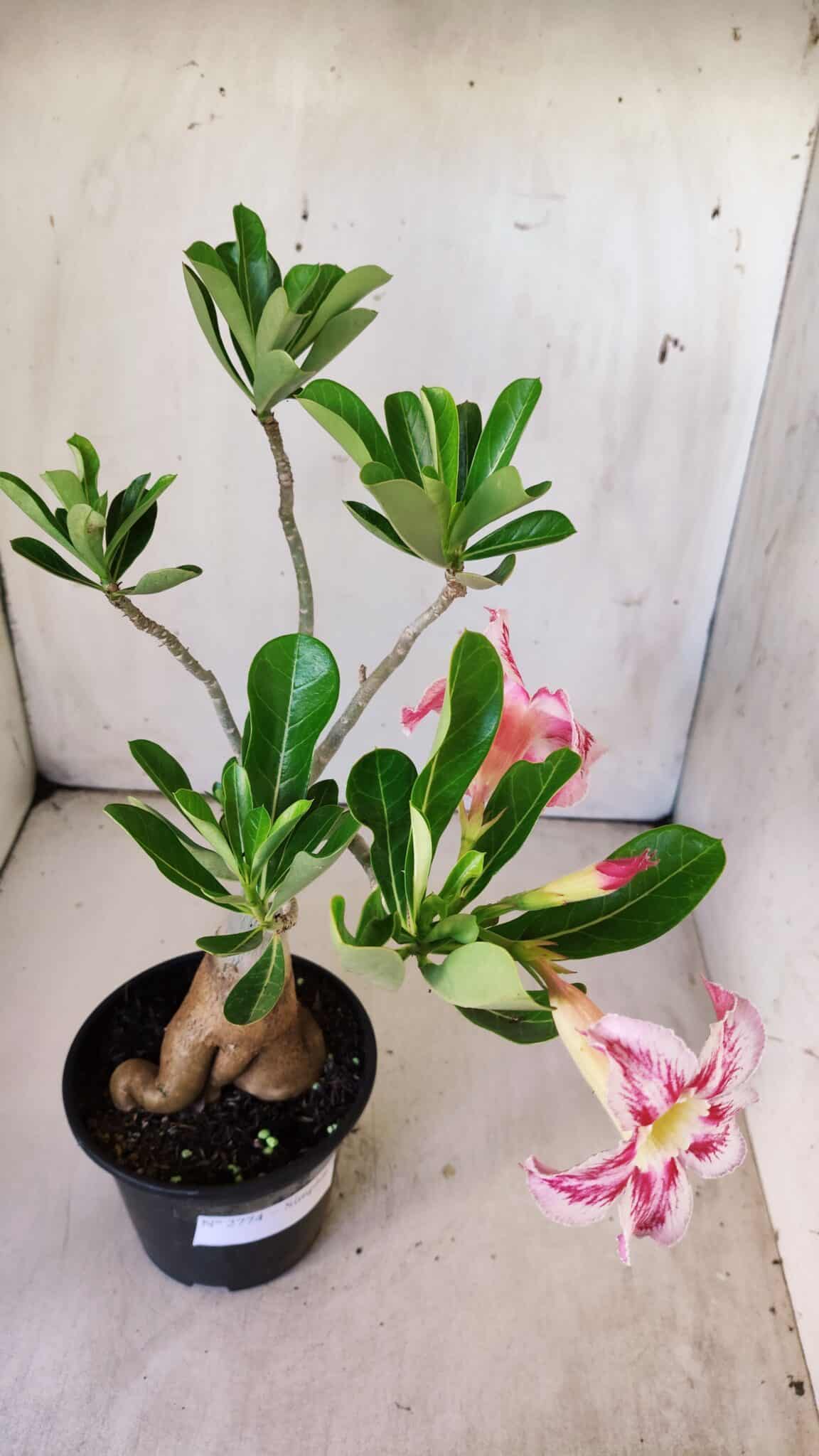 Planta Simples 2774 – 35cm – 03 anos