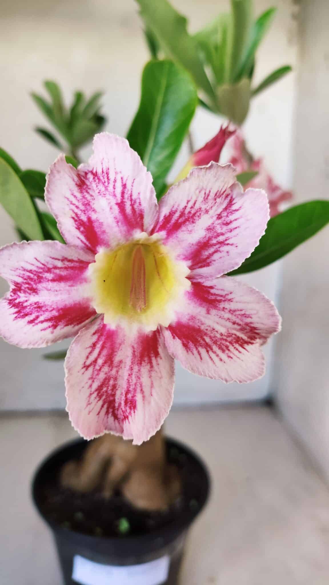 Planta Simples 2774 – 35cm – 03 anos