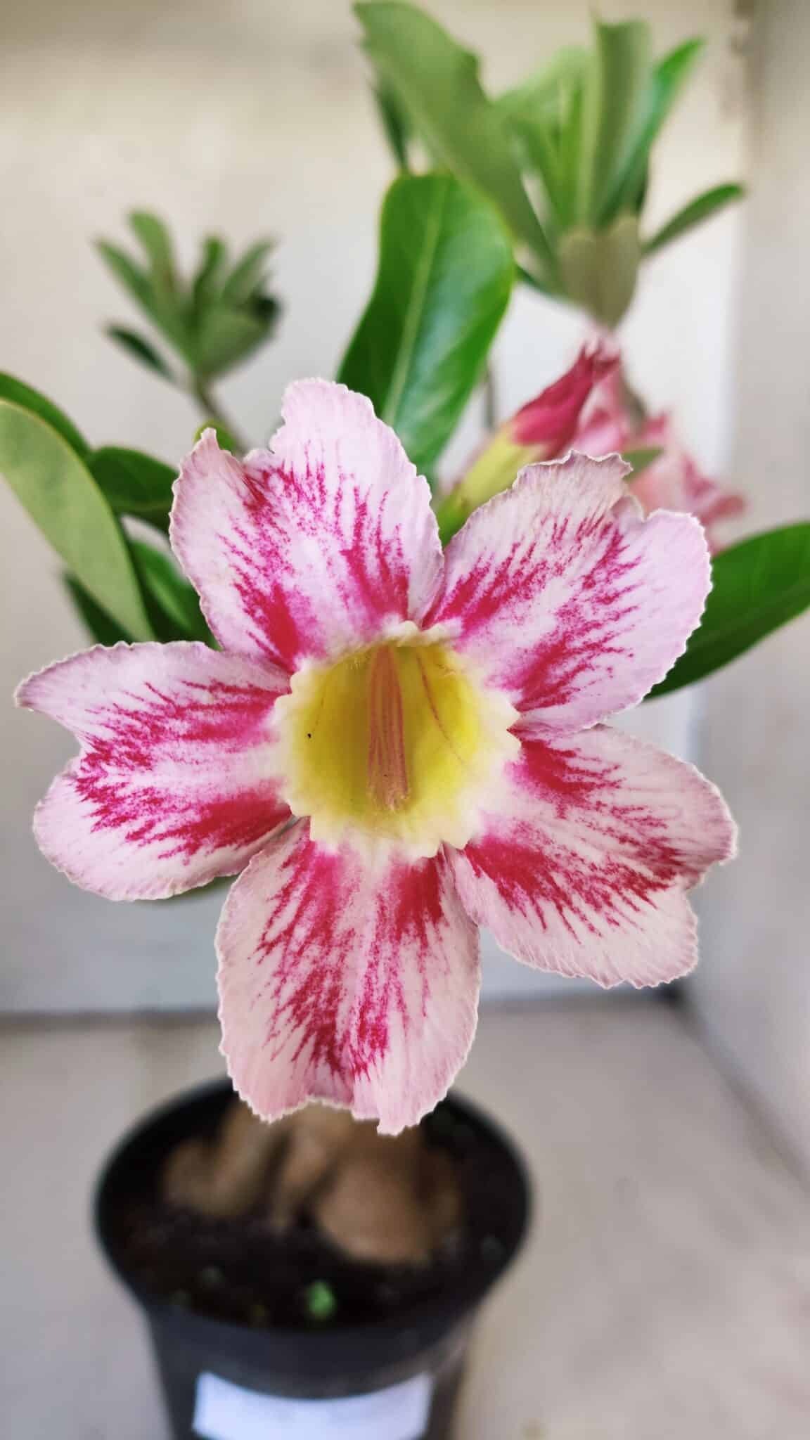 Planta Simples 2774 – 35cm – 03 anos
