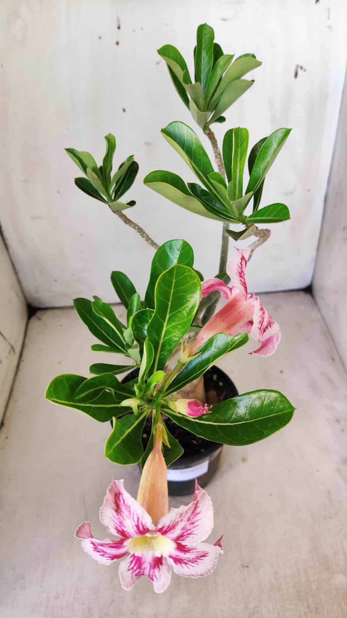 Planta Simples 2774 – 35cm – 03 anos