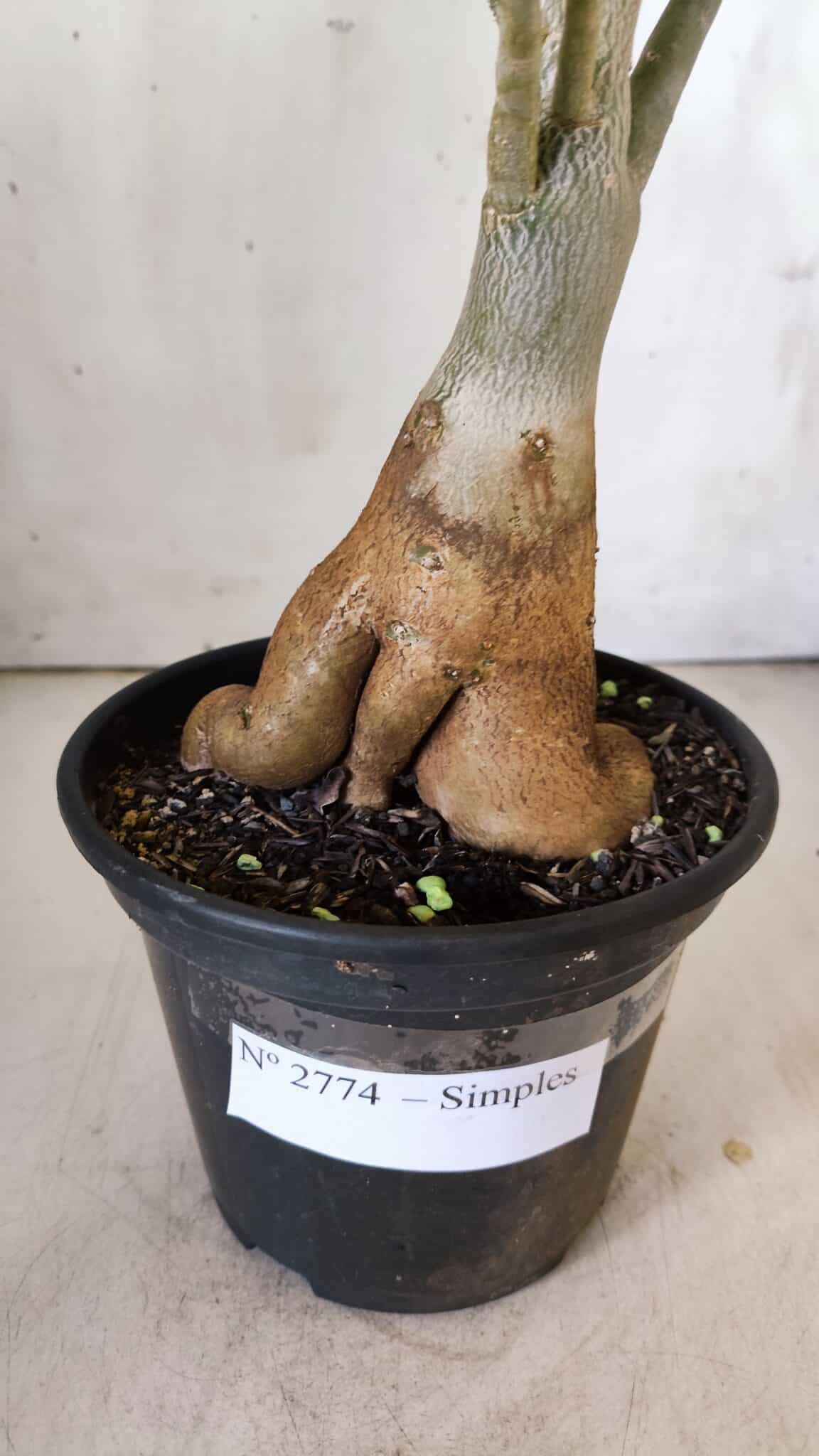 Planta Simples 2774 – 35cm – 03 anos