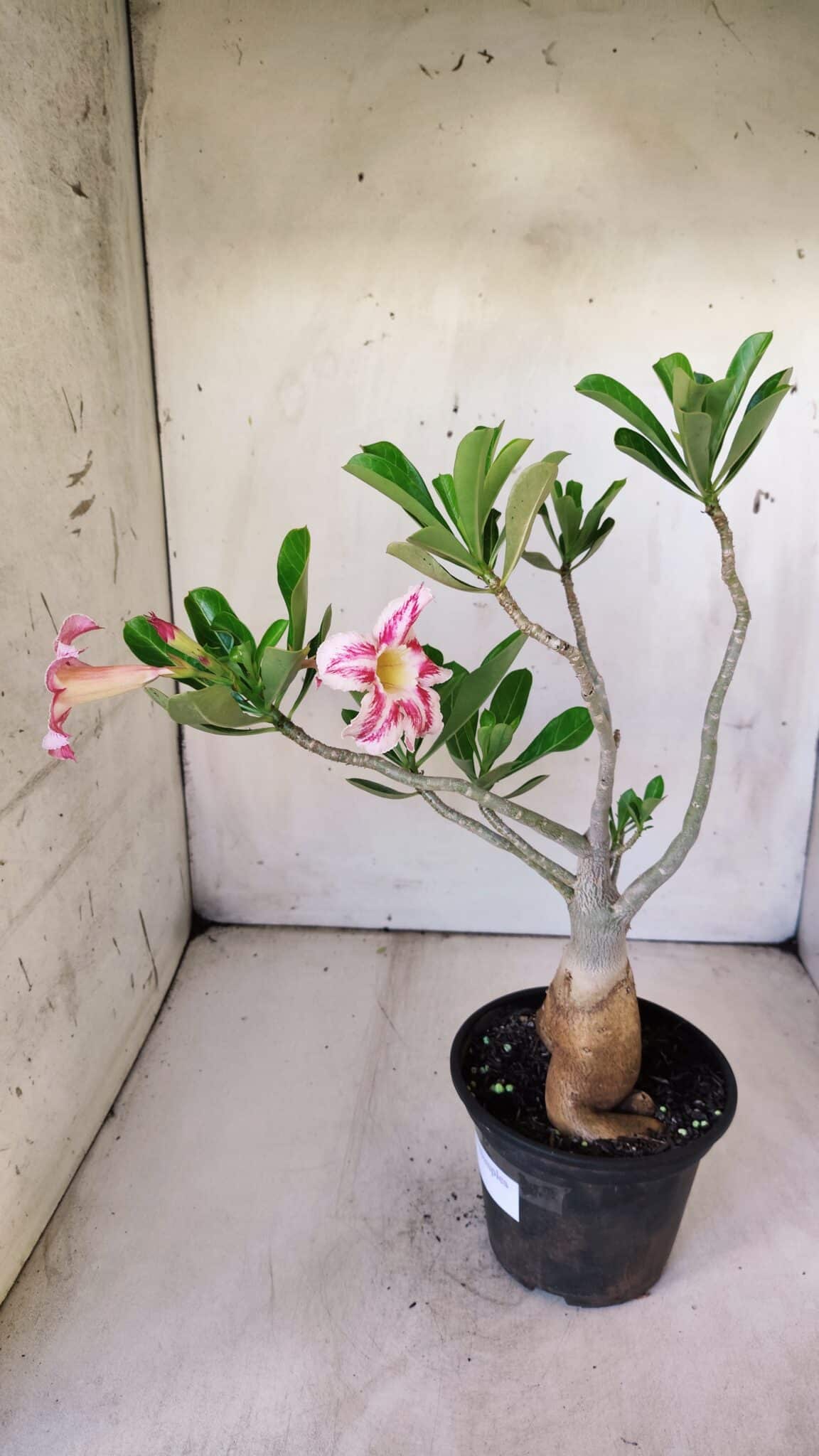 Planta Simples 2774 – 35cm – 03 anos