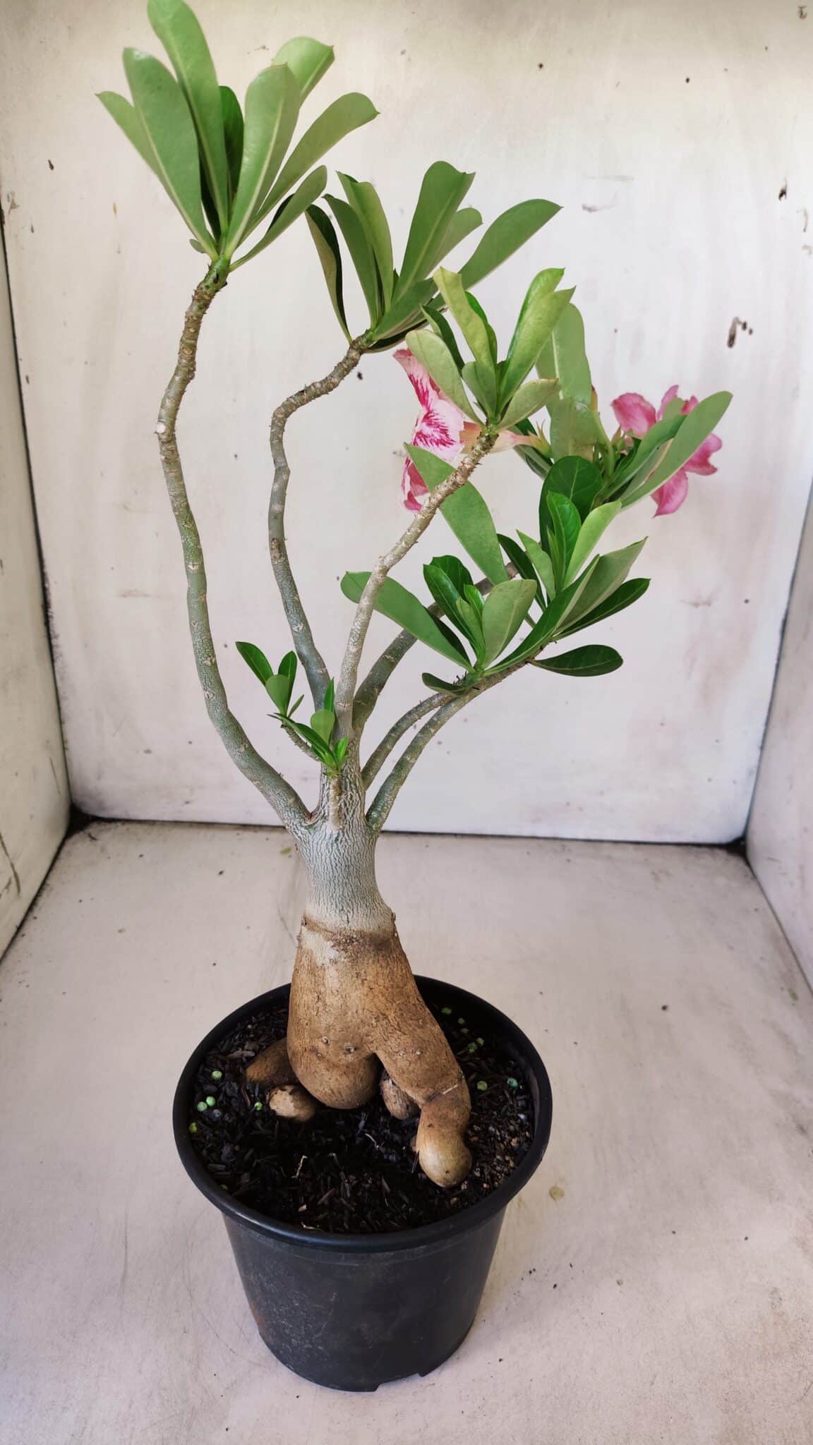 Planta Simples 2774 – 35cm – 03 anos