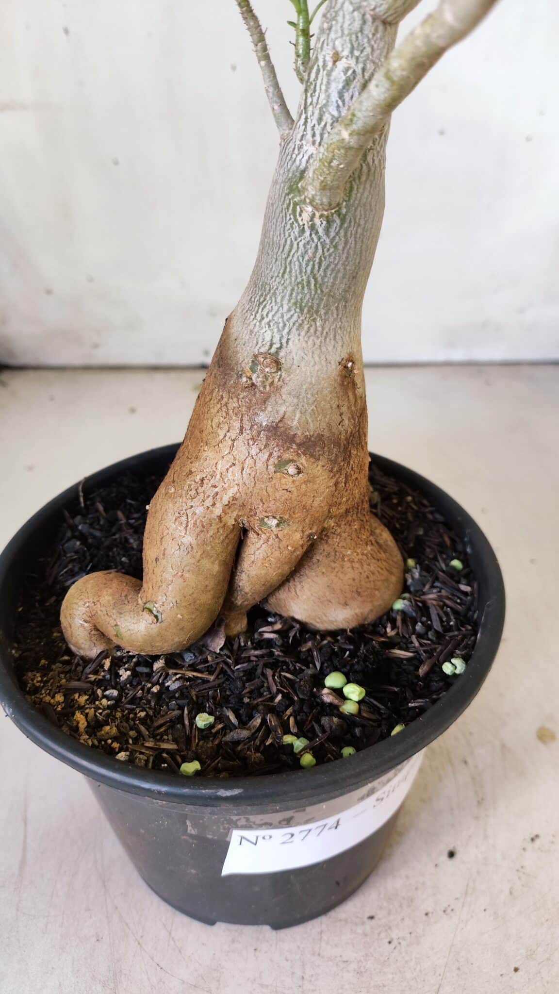 Planta Simples 2774 – 35cm – 03 anos