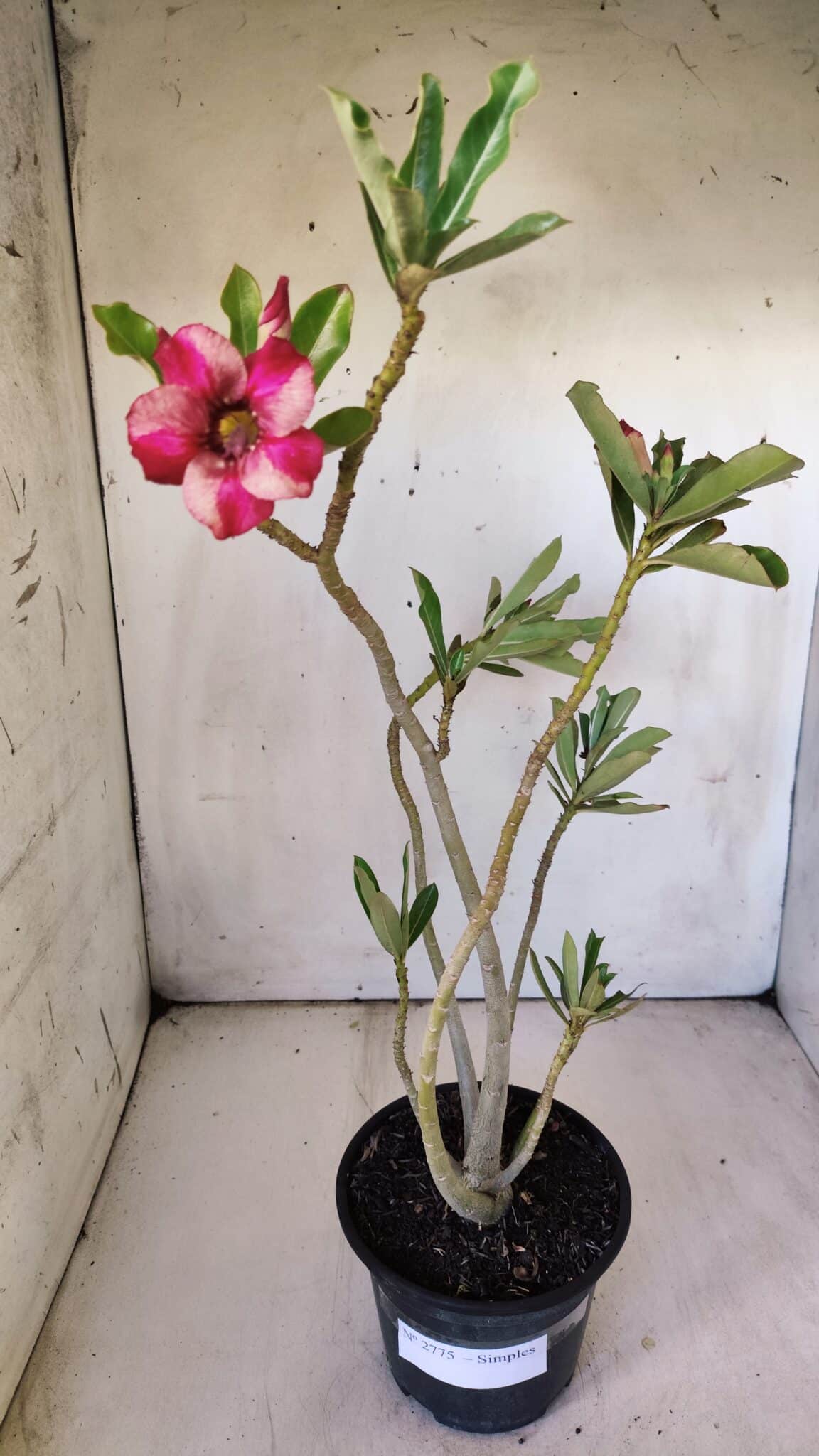 Planta Simples 2775 – 35cm – 03 anos