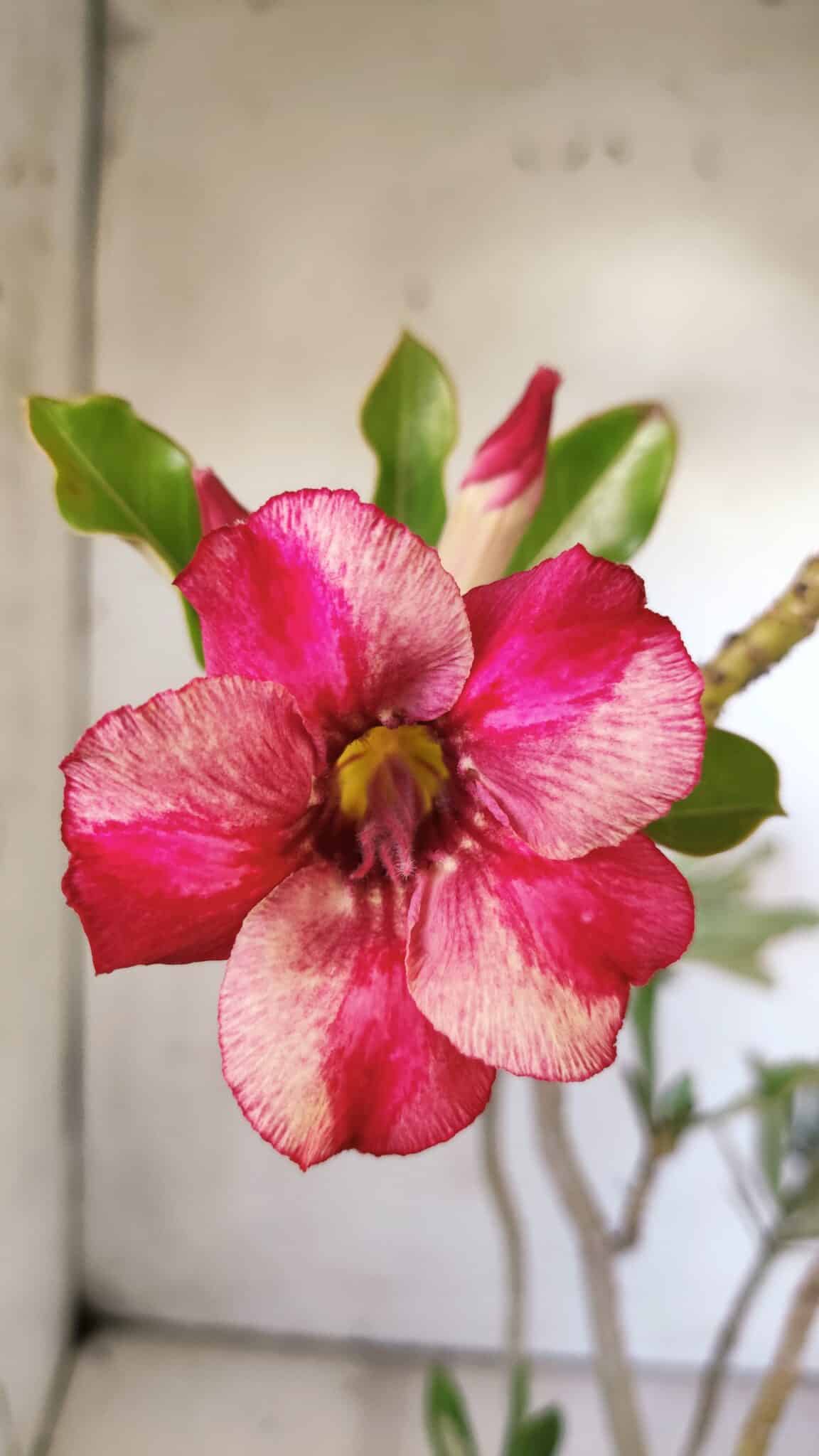 Planta Simples 2775 – 35cm – 03 anos