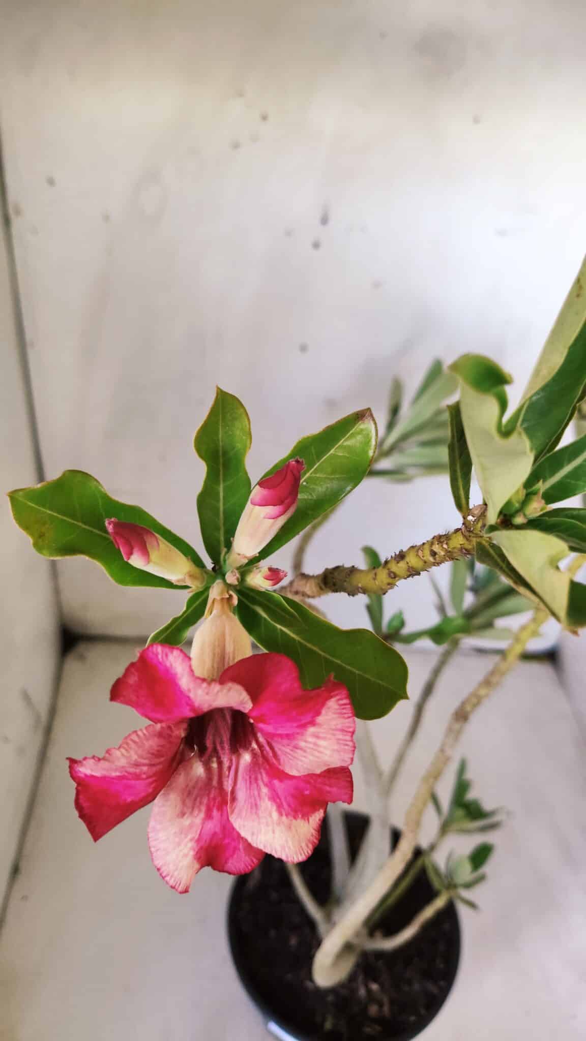 Planta Simples 2775 – 35cm – 03 anos