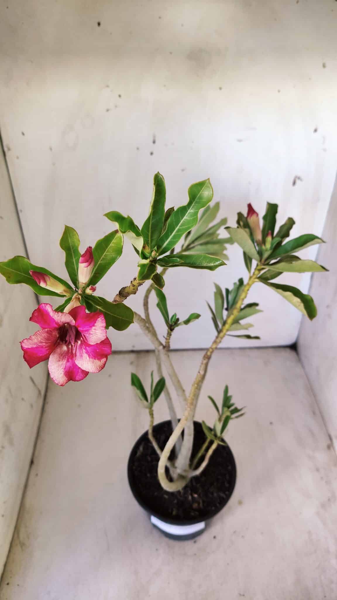 Planta Simples 2775 – 35cm – 03 anos