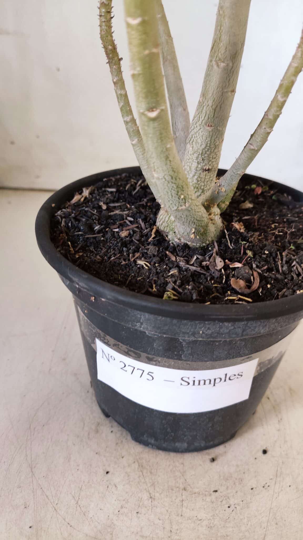 Planta Simples 2775 – 35cm – 03 anos