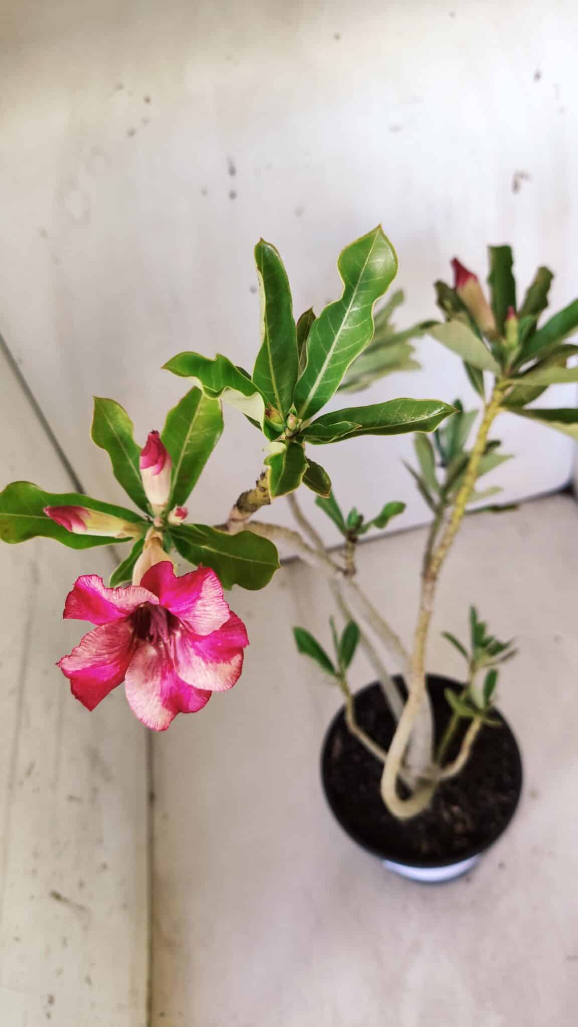 Planta Simples 2775 – 35cm – 03 anos