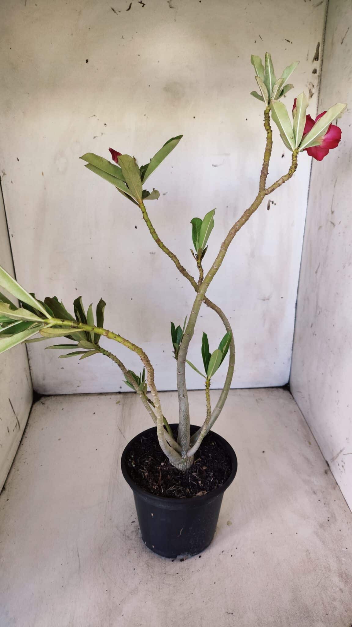 Planta Simples 2775 – 35cm – 03 anos