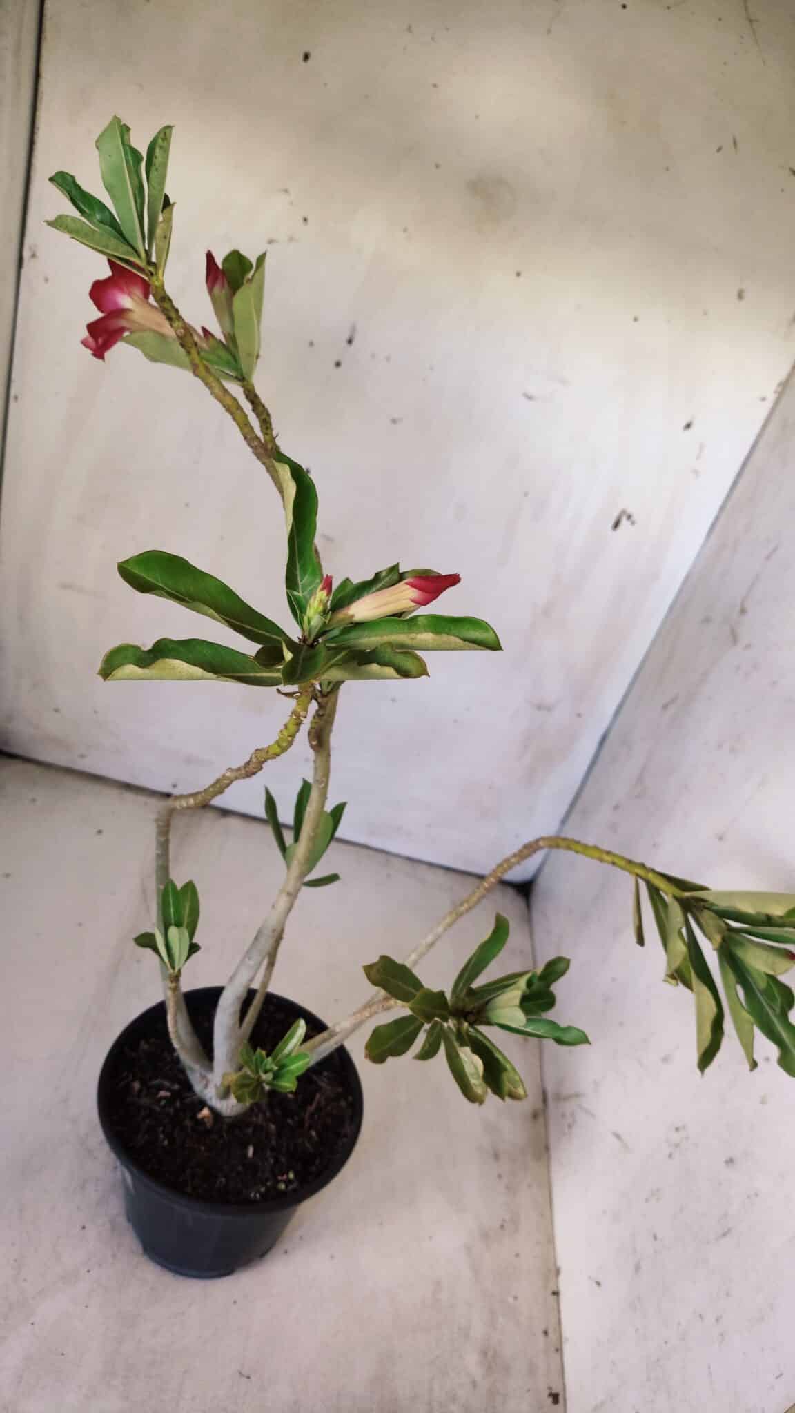 Planta Simples 2775 – 35cm – 03 anos