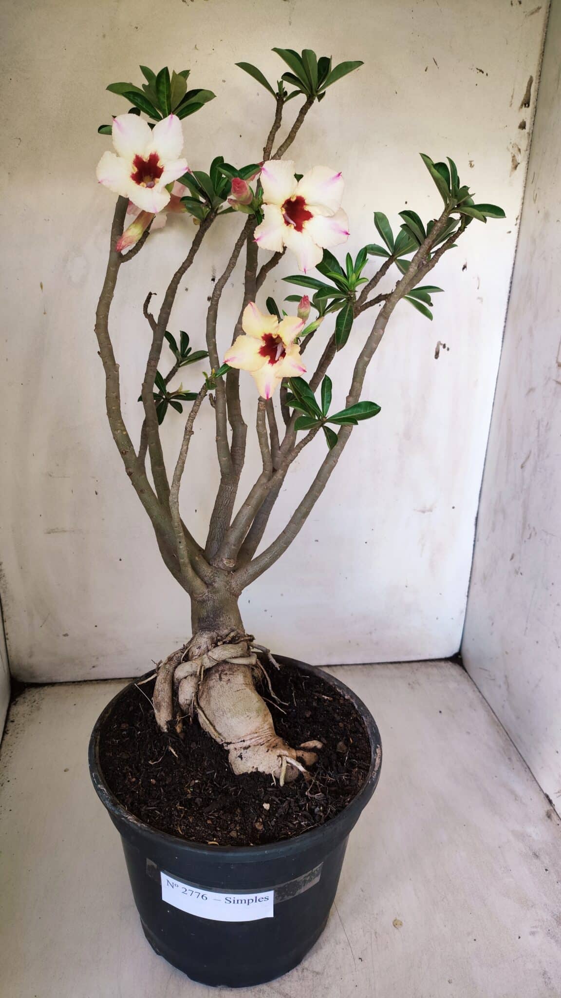 Planta Simples 2776 – 45cm – 04 anos