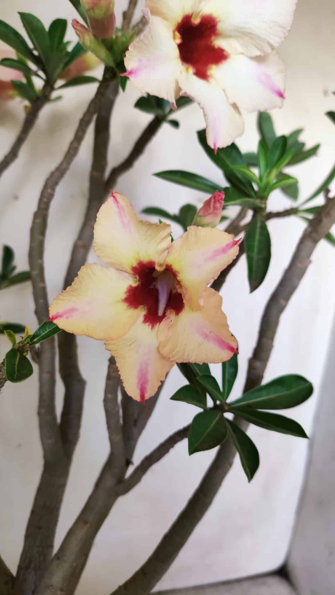 Planta Simples 2776 – 45cm – 04 anos