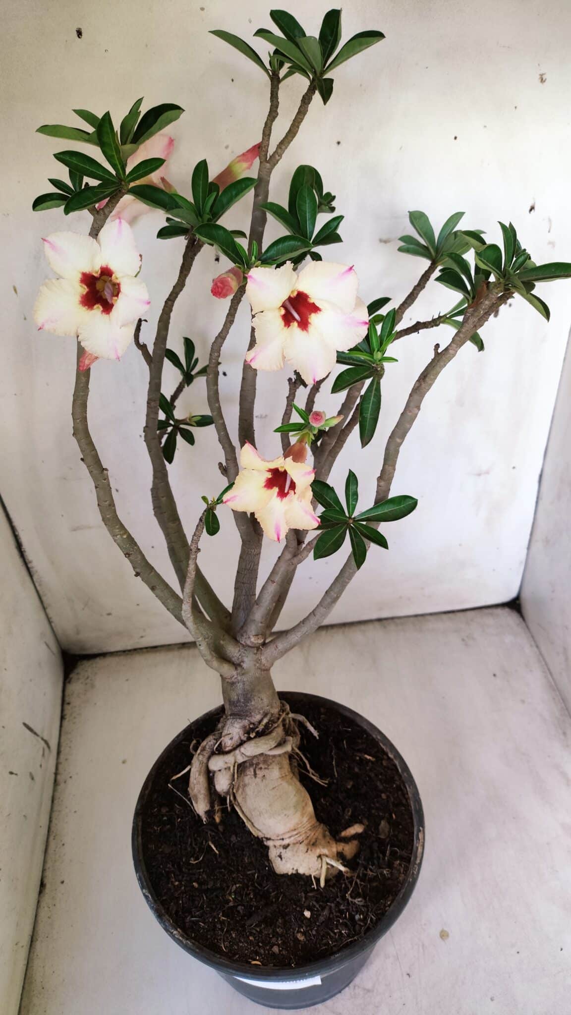 Planta Simples 2776 – 45cm – 04 anos