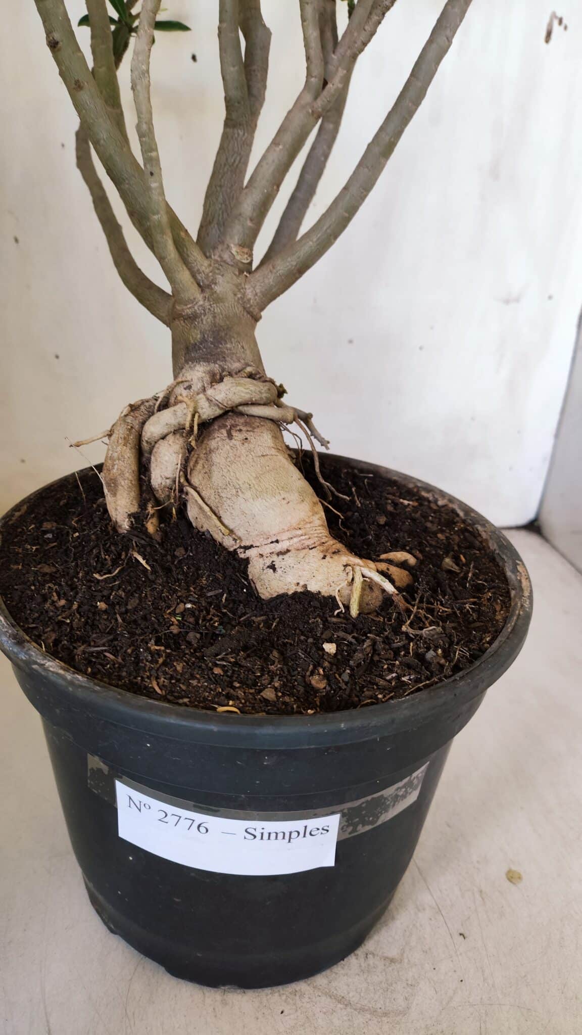 Planta Simples 2776 – 45cm – 04 anos