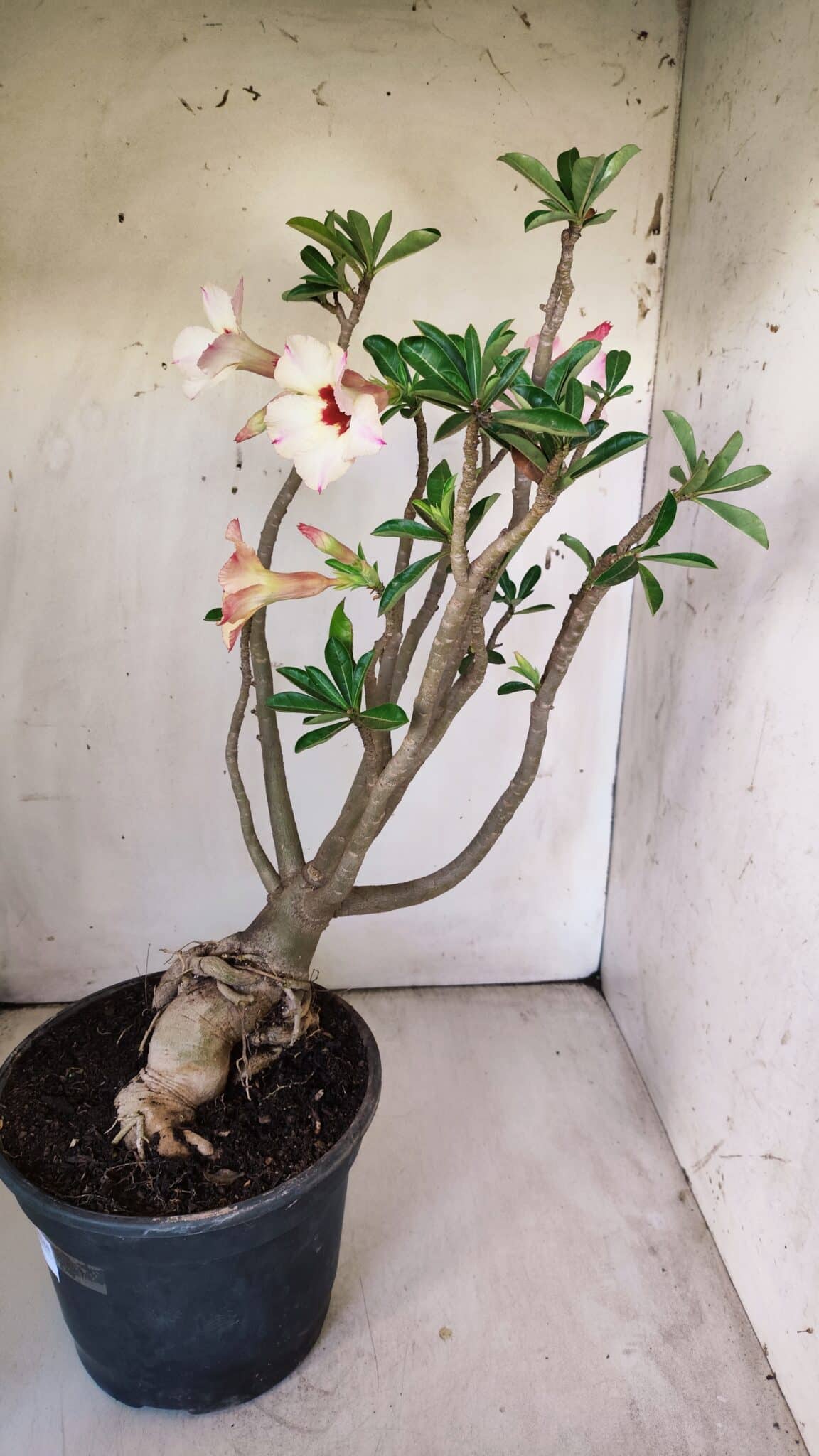 Planta Simples 2776 – 45cm – 04 anos