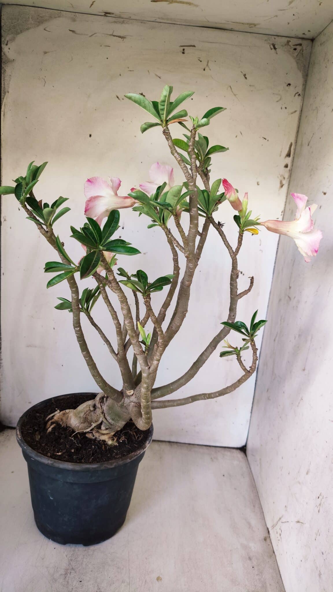Planta Simples 2776 – 45cm – 04 anos