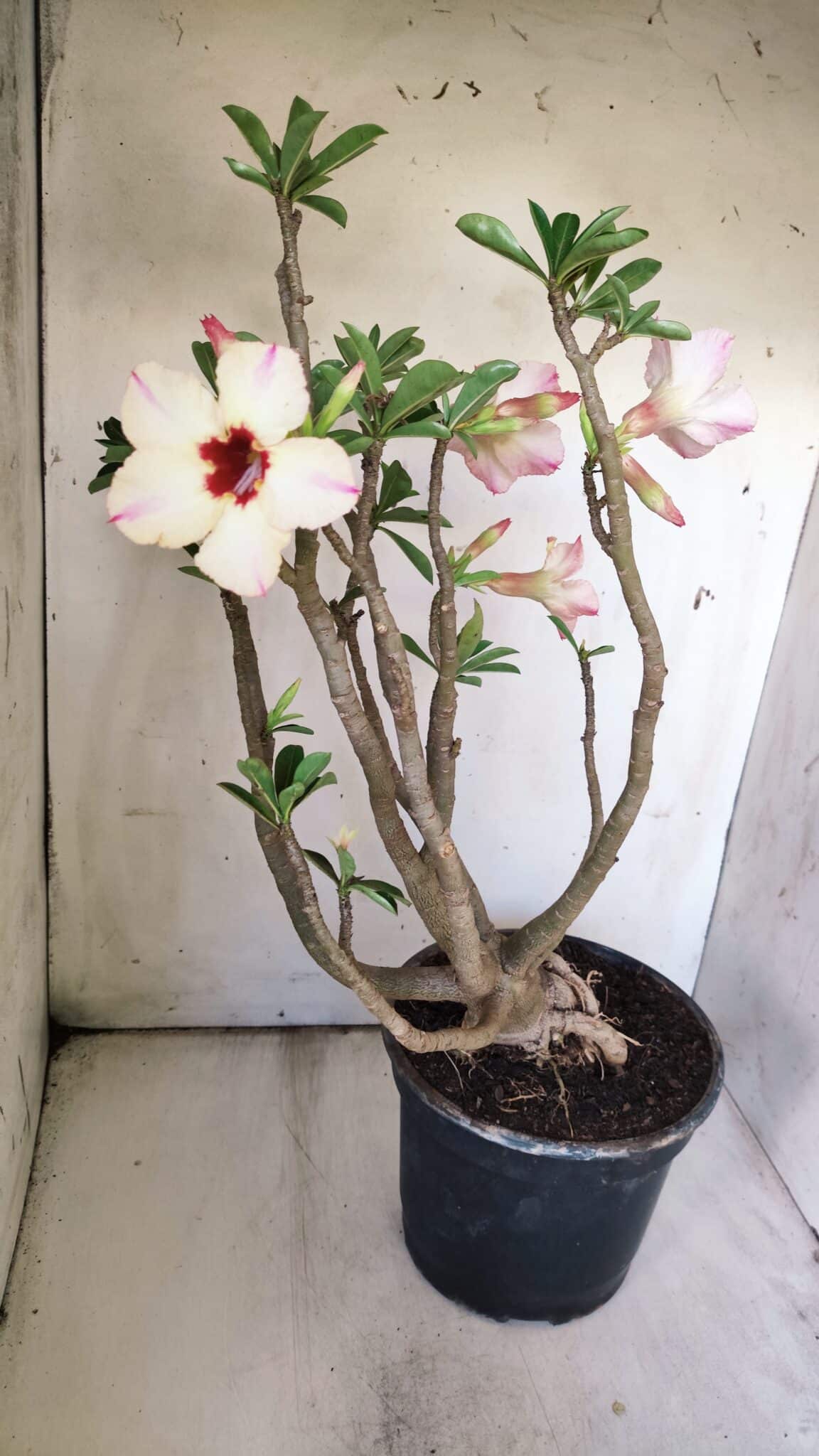 Planta Simples 2776 – 45cm – 04 anos