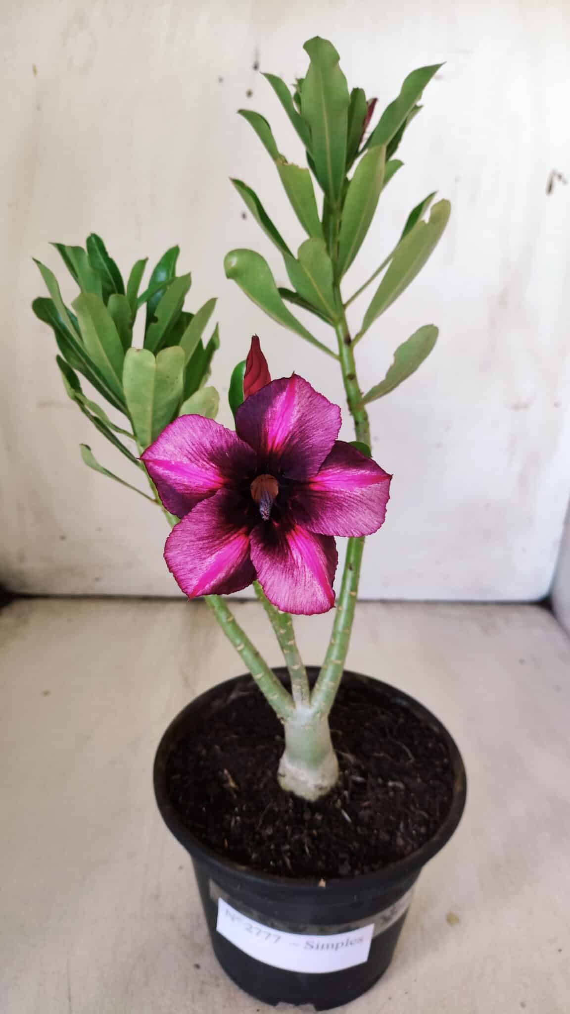 Planta Simples 2777 – 30cm – 02 anos