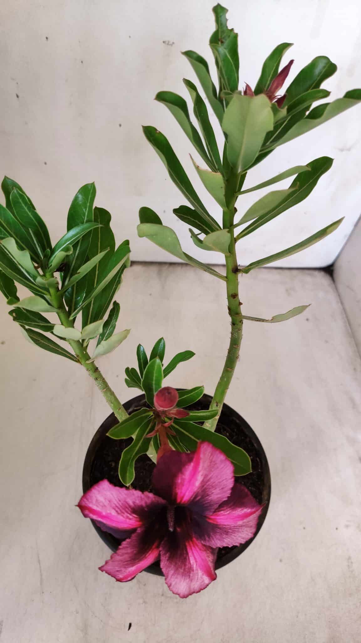 Planta Simples 2777 – 30cm – 02 anos
