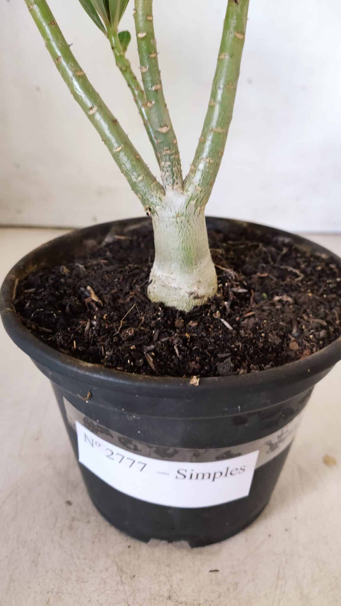 Planta Simples 2777 – 30cm – 02 anos