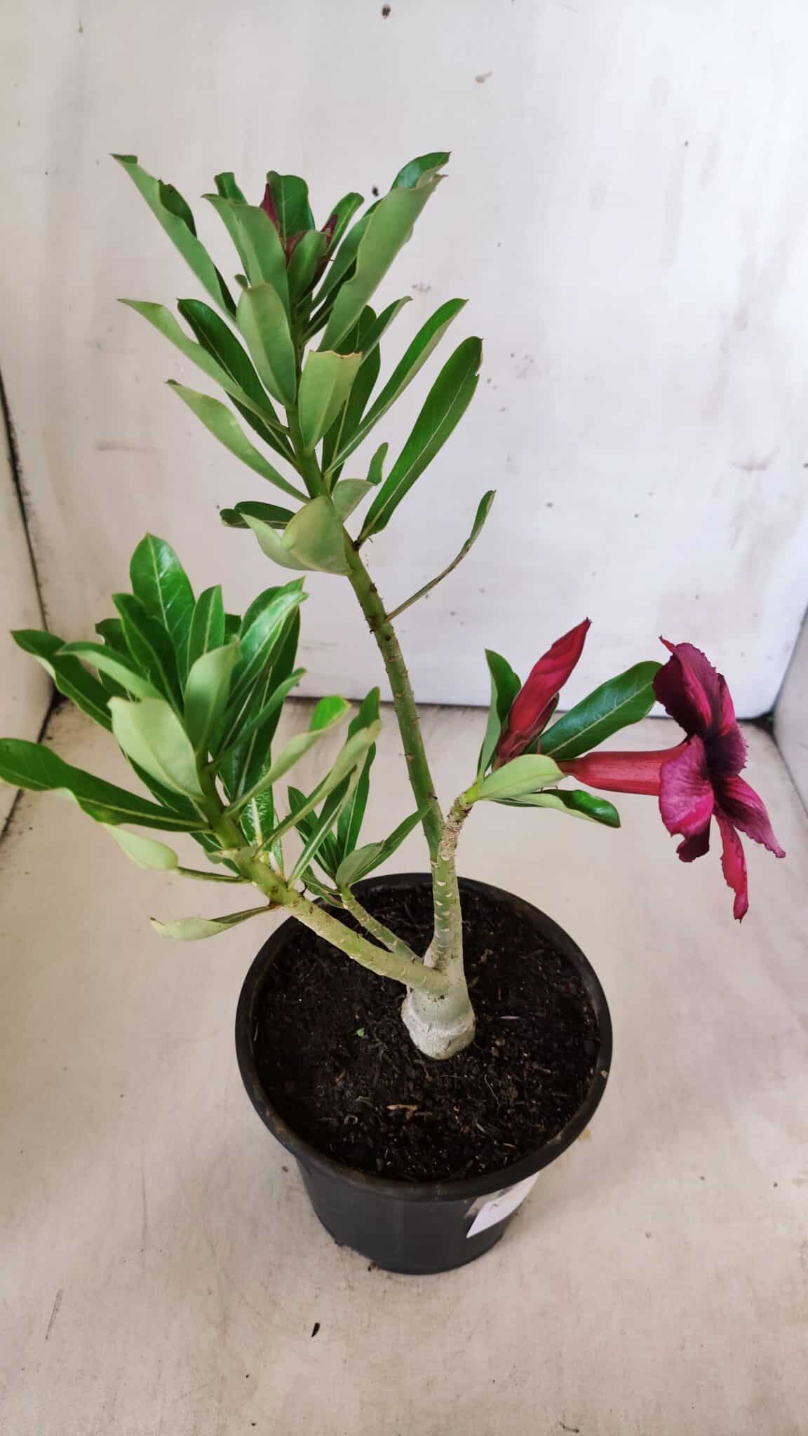 Planta Simples 2777 – 30cm – 02 anos