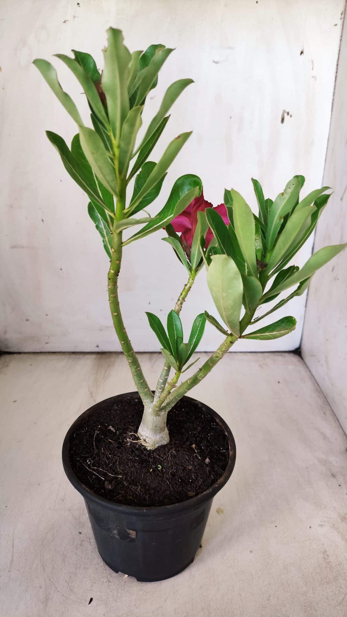 Planta Simples 2777 – 30cm – 02 anos
