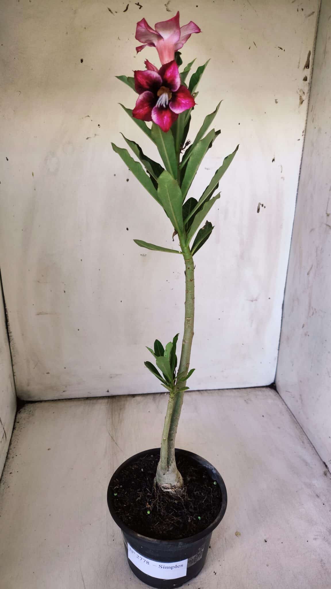 Planta Simples 2778 – 30cm – 02 anos