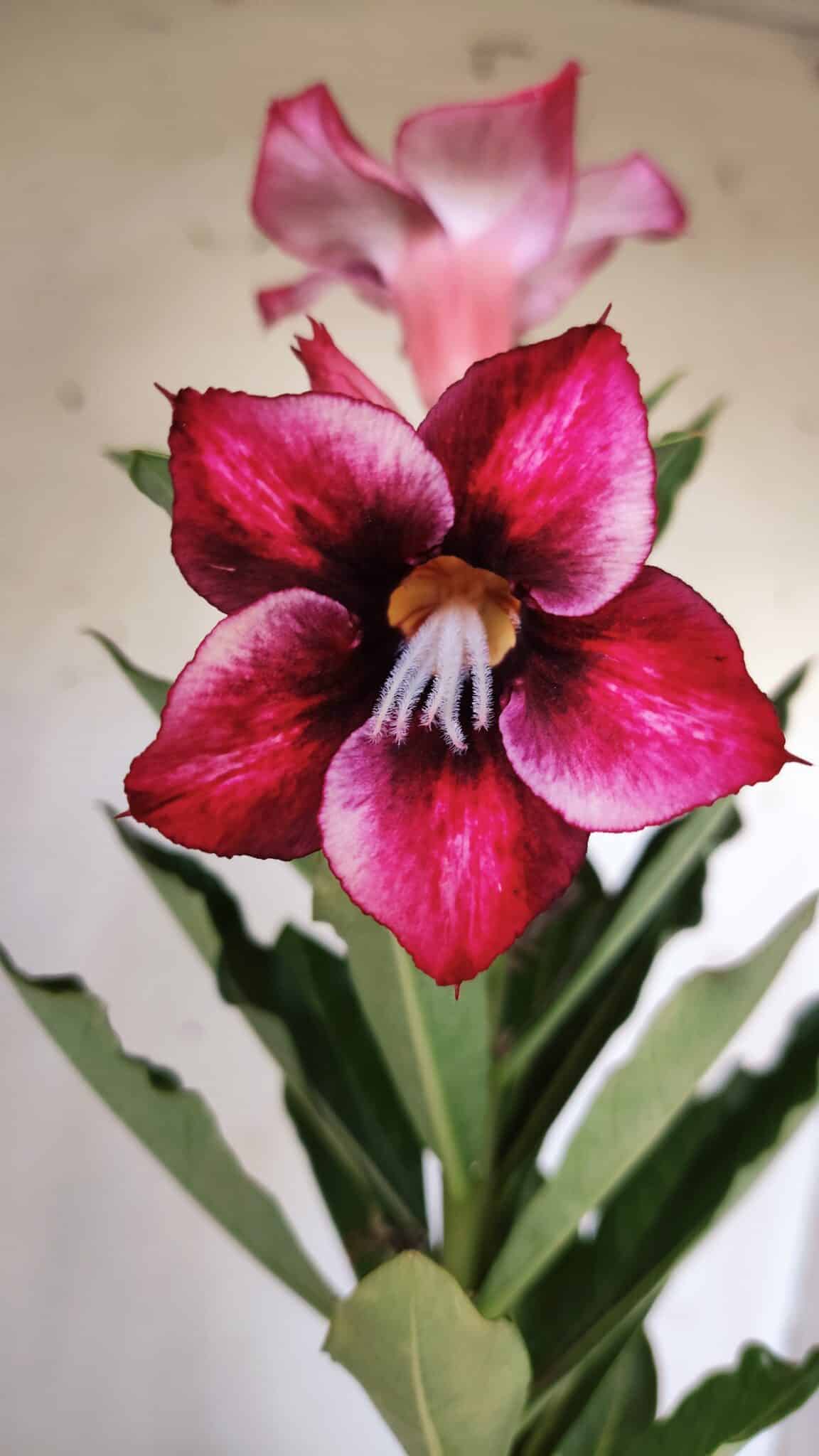 Planta Simples 2778 – 30cm – 02 anos