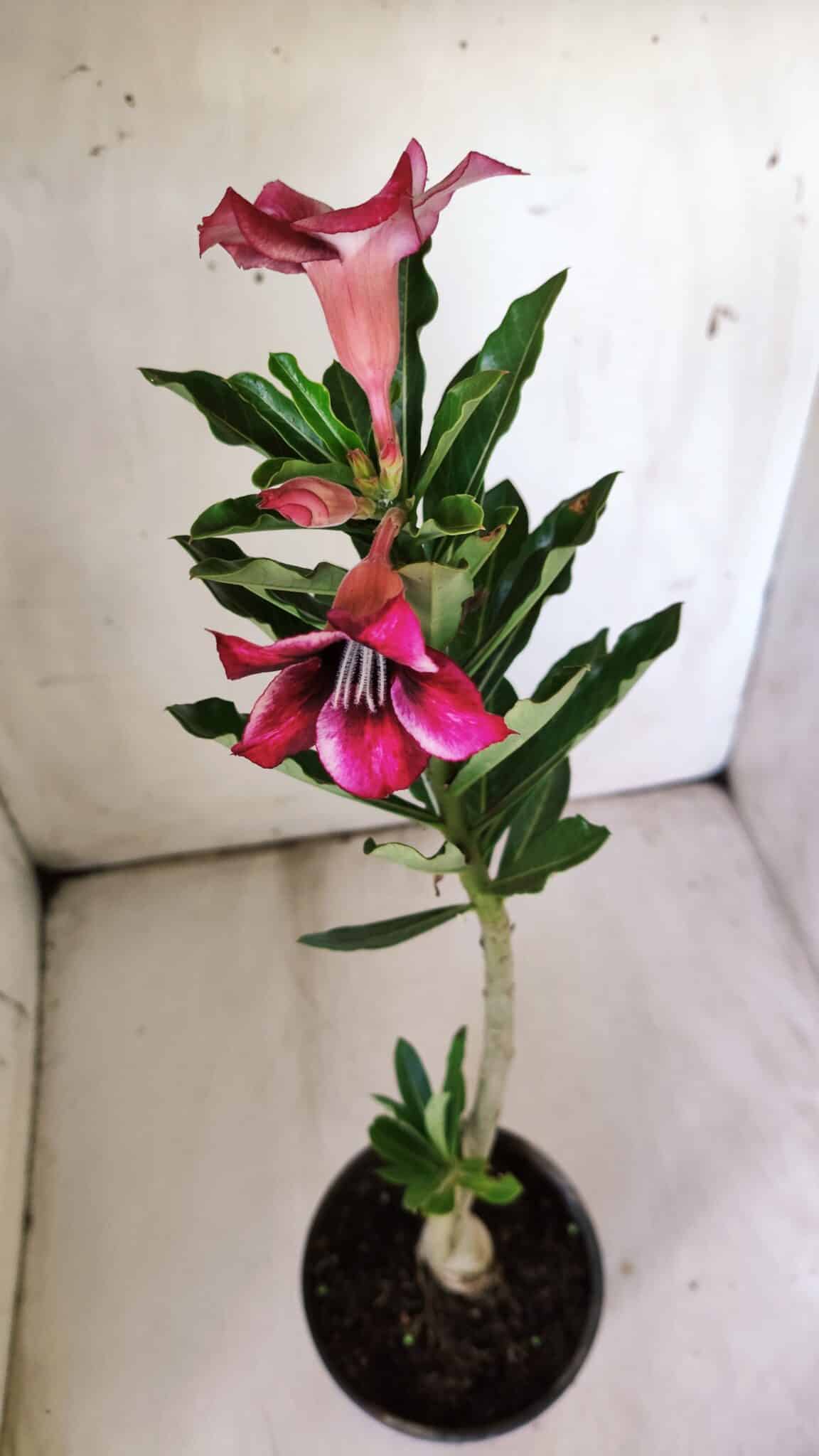 Planta Simples 2778 – 30cm – 02 anos