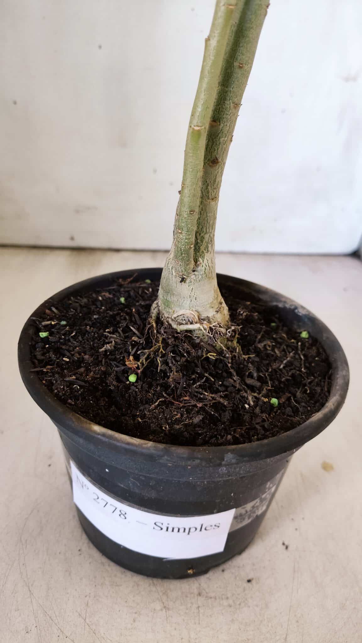 Planta Simples 2778 – 30cm – 02 anos