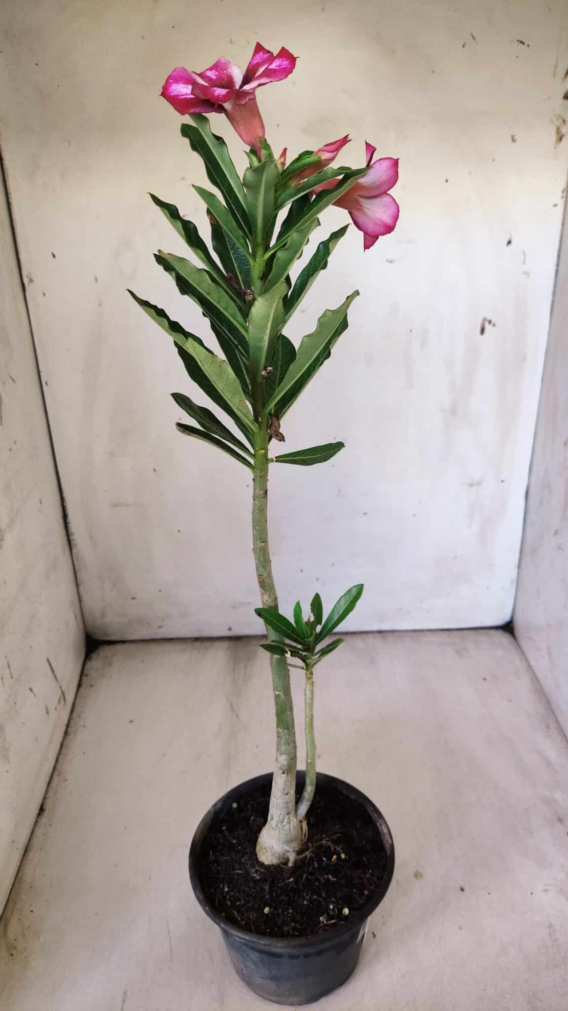 Planta Simples 2778 – 30cm – 02 anos