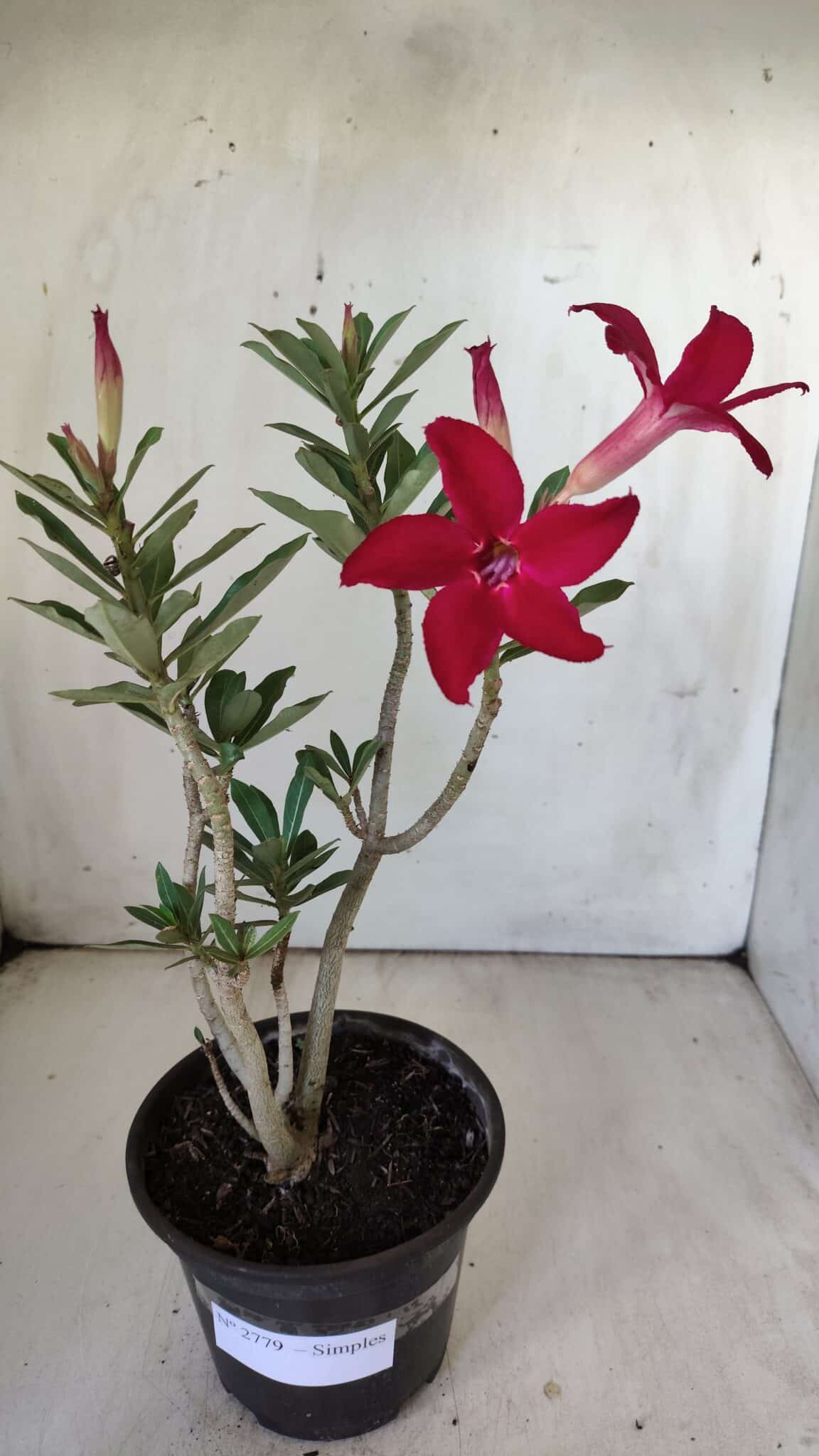Planta Simples 2779 – 30cm – 02 anos