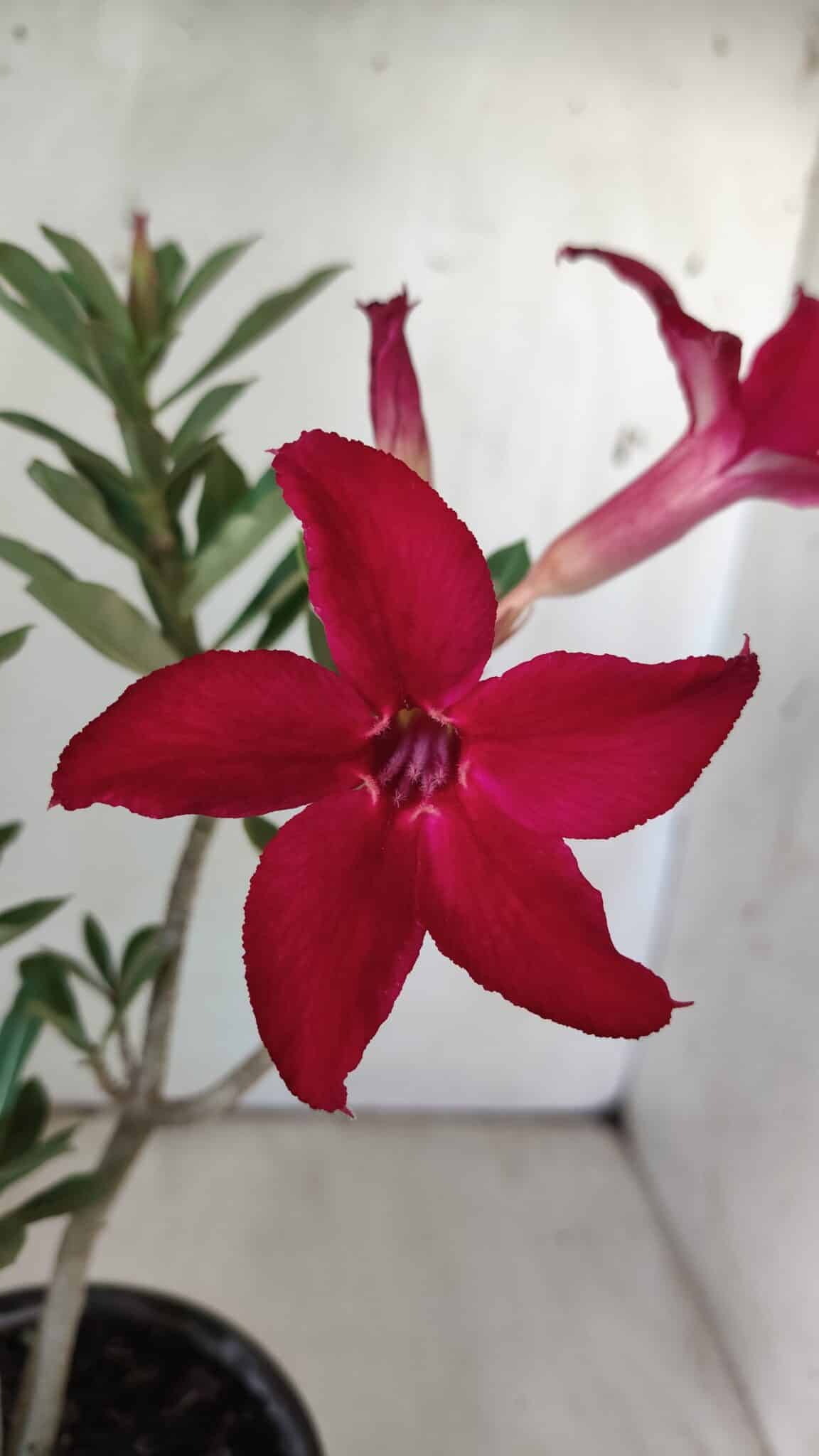 Planta Simples 2779 – 30cm – 02 anos