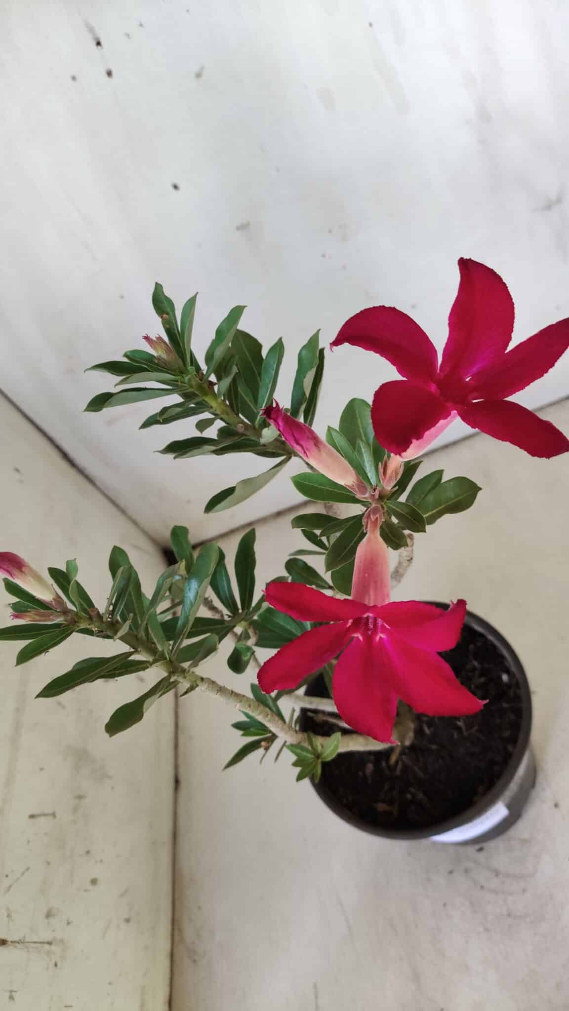 Planta Simples 2779 – 30cm – 02 anos