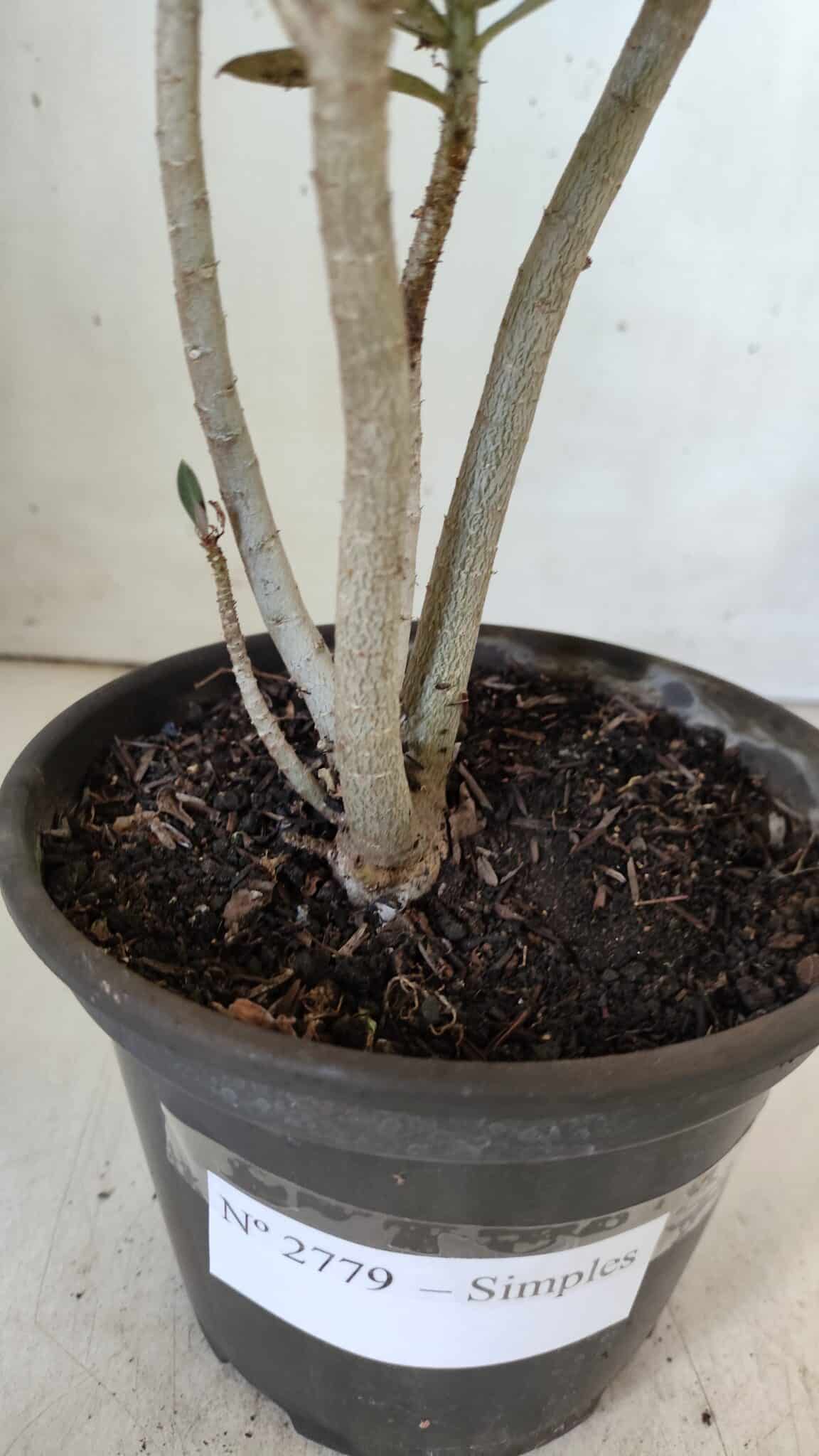 Planta Simples 2779 – 30cm – 02 anos
