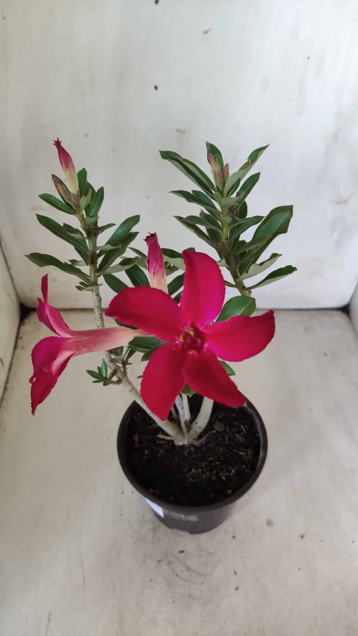 Planta Simples 2779 – 30cm – 02 anos